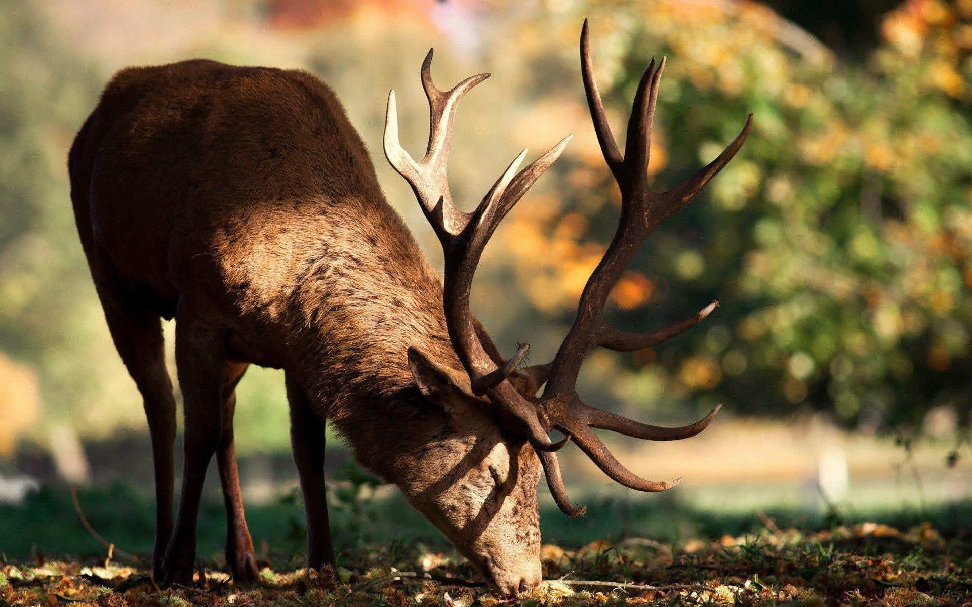 close, animals, reindeer, 1080P, deer, brown, 1920x1200, HD Wallpaper