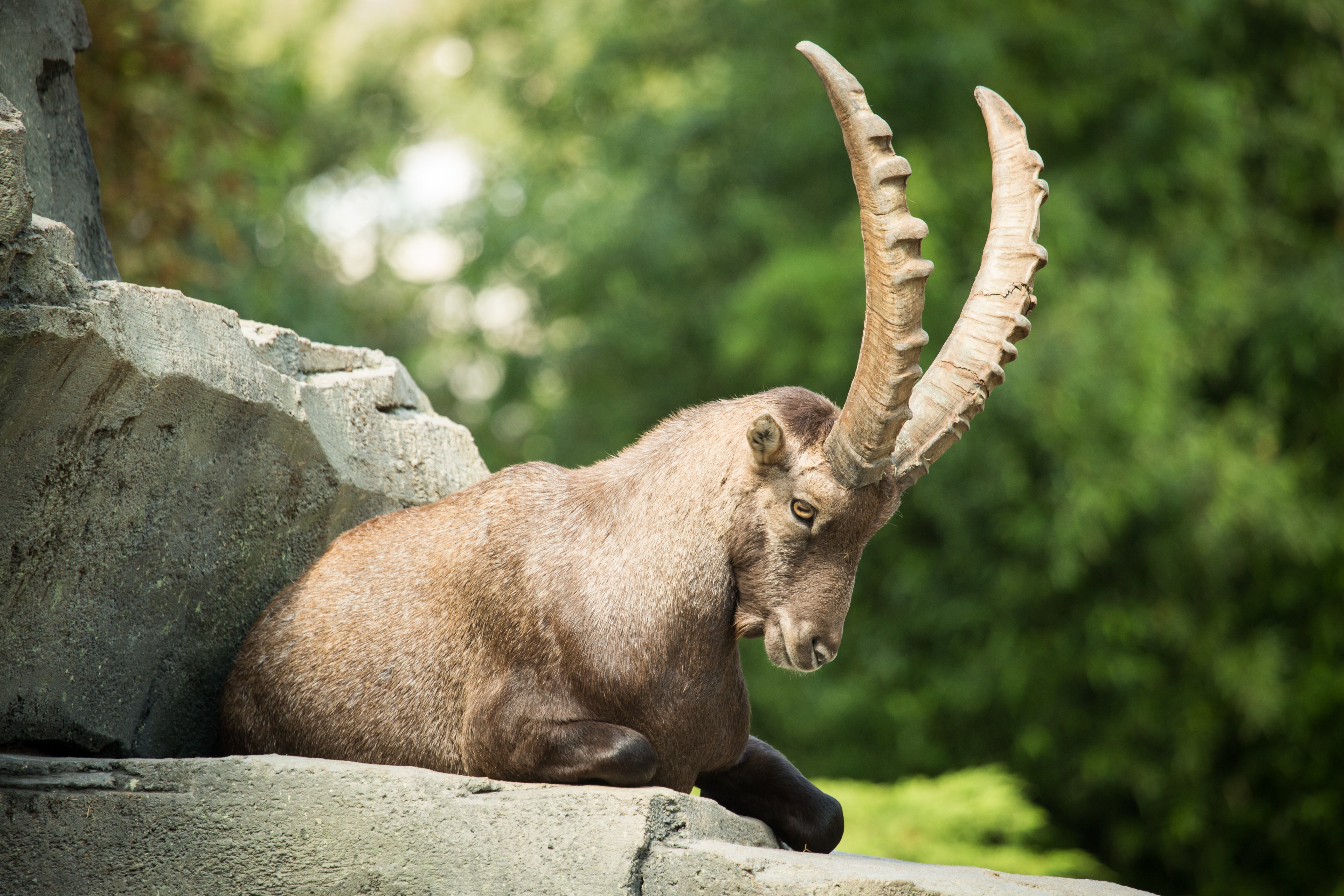 Stones, Ibex, artiodactyl, Capra, Goat, animals, horns, 5K, sheep, HD Wallpaper