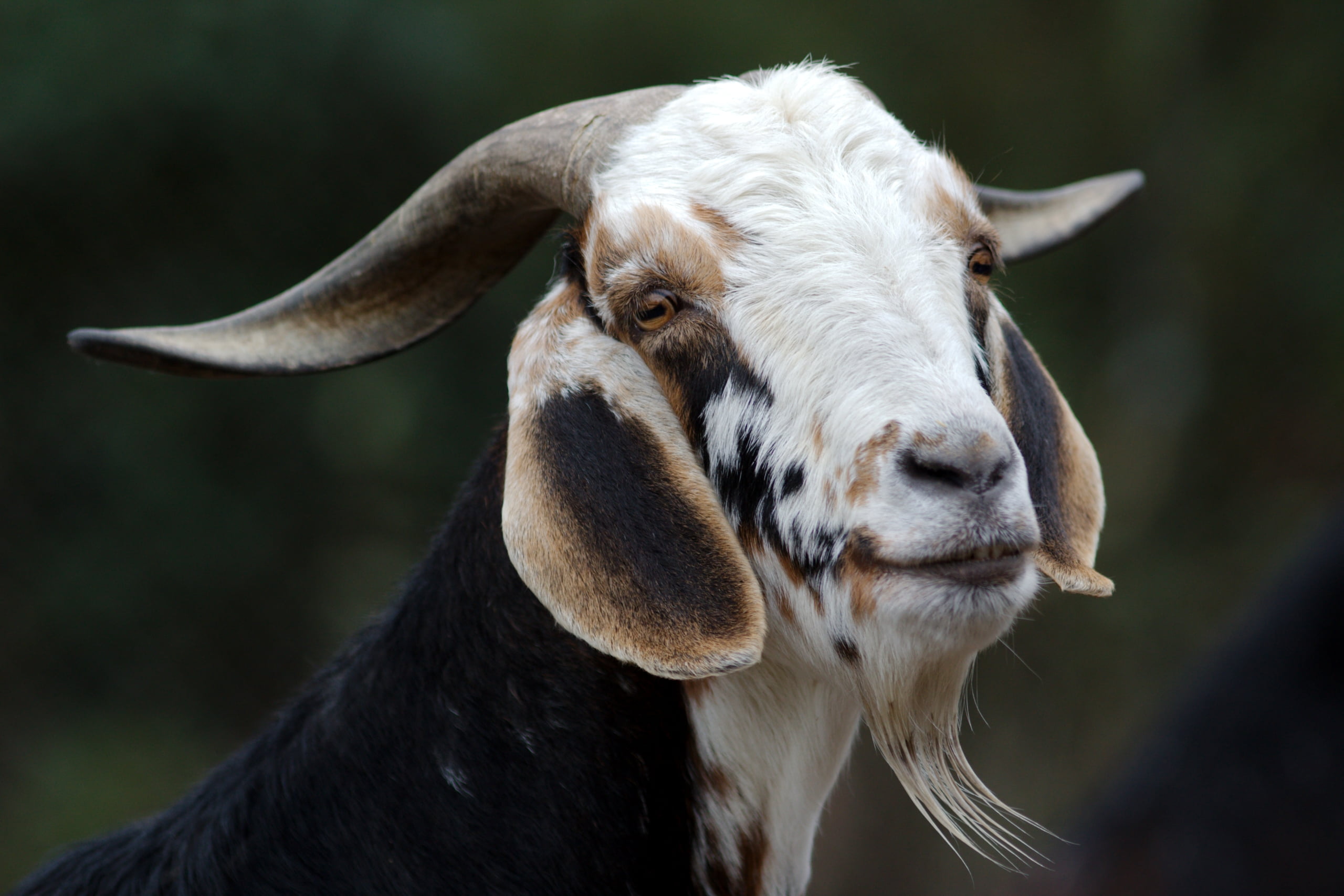 portrait, close-up, one animal, no people, vertebrate, pets, domestic, focus on foreground, livestock, animal head, 2K, animal themes, land, Zoo, field, HD Wallpaper