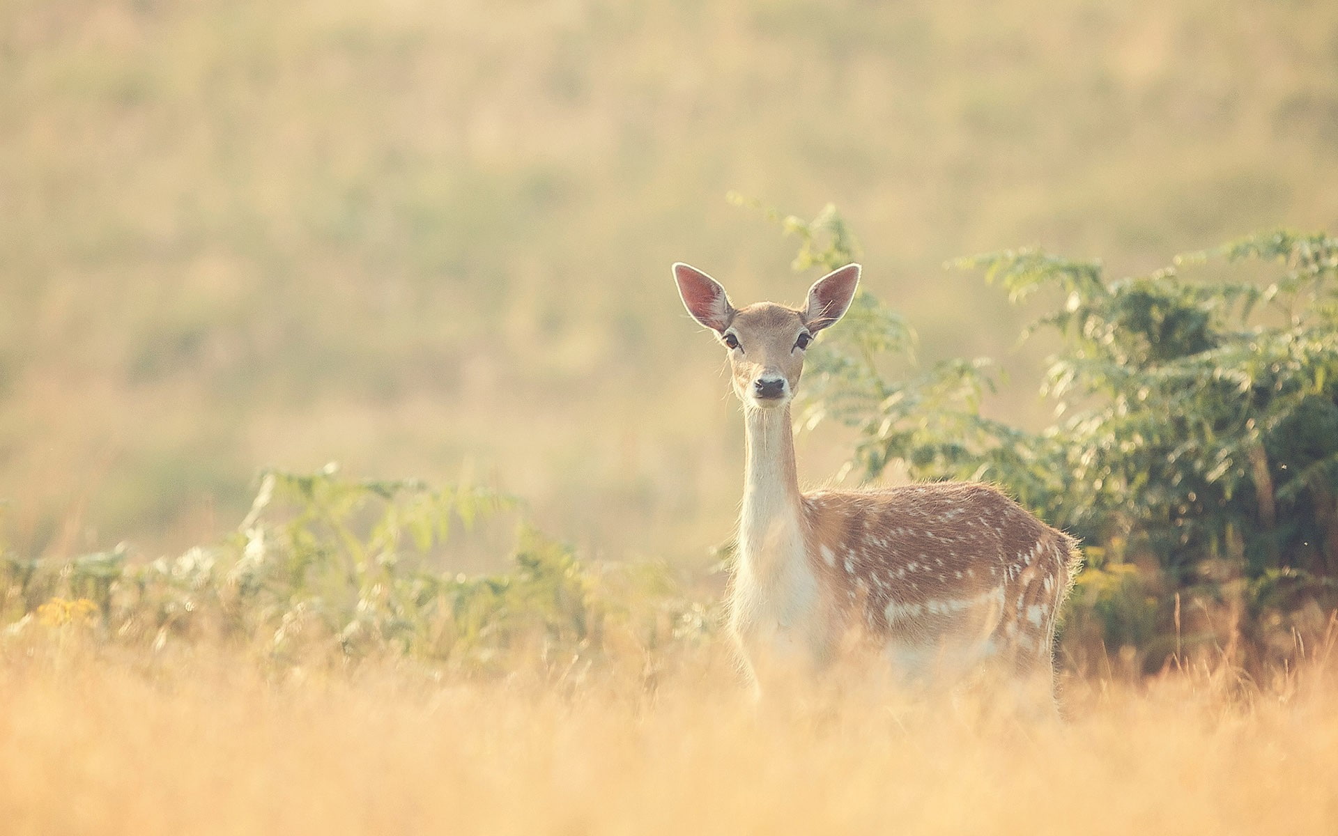 one animal, 1080P, animal wildlife, land, portrait, standing, plant, no people, animals, nature, day, looking at camera, alertness, selective focus, outdoors, HD Wallpaper
