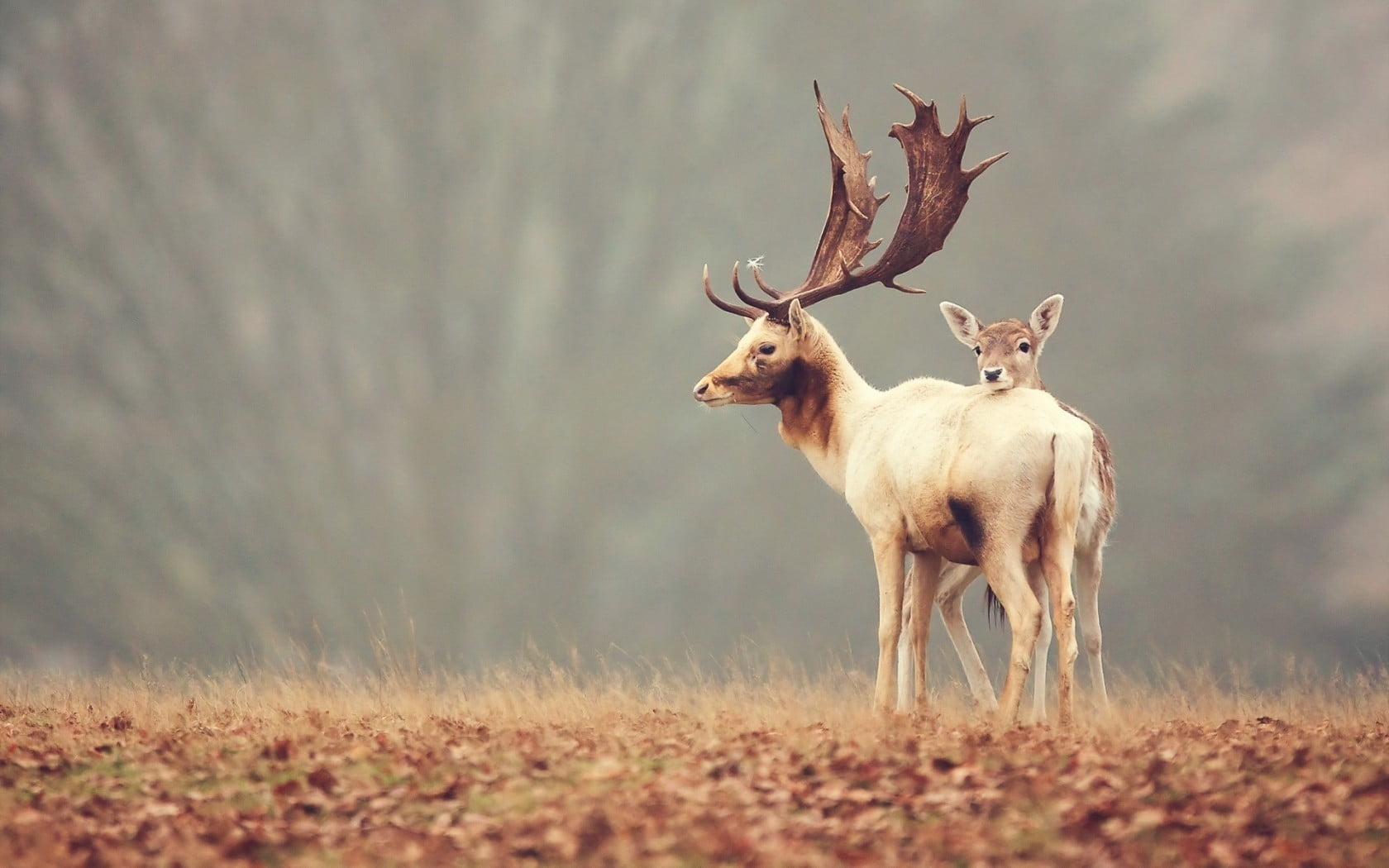 animal wildlife, no people, standing, animal, selective focus, animal themes, herbivorous, two animals, deer, nature, white, animals, reindeer, outdoors, HD Wallpaper