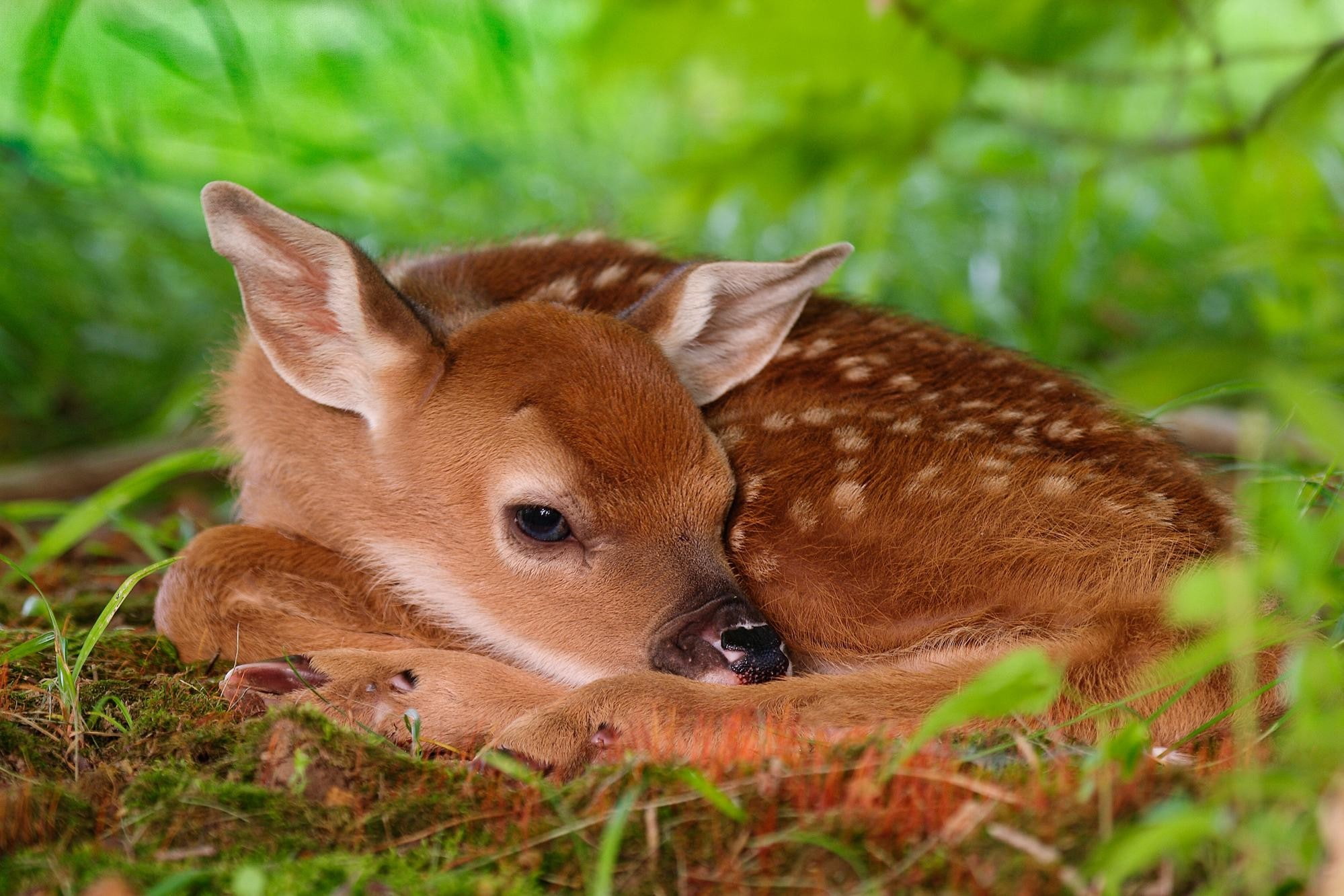 deer, baby animals, nature, fawns, 1080P, animals, HD Wallpaper