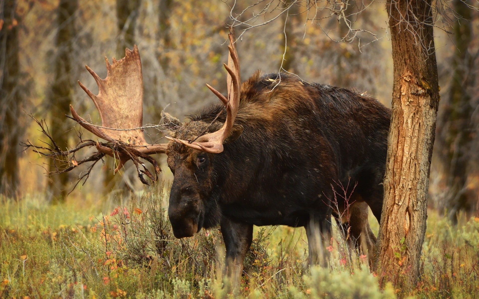 moose, animals, 1080P, HD Wallpaper