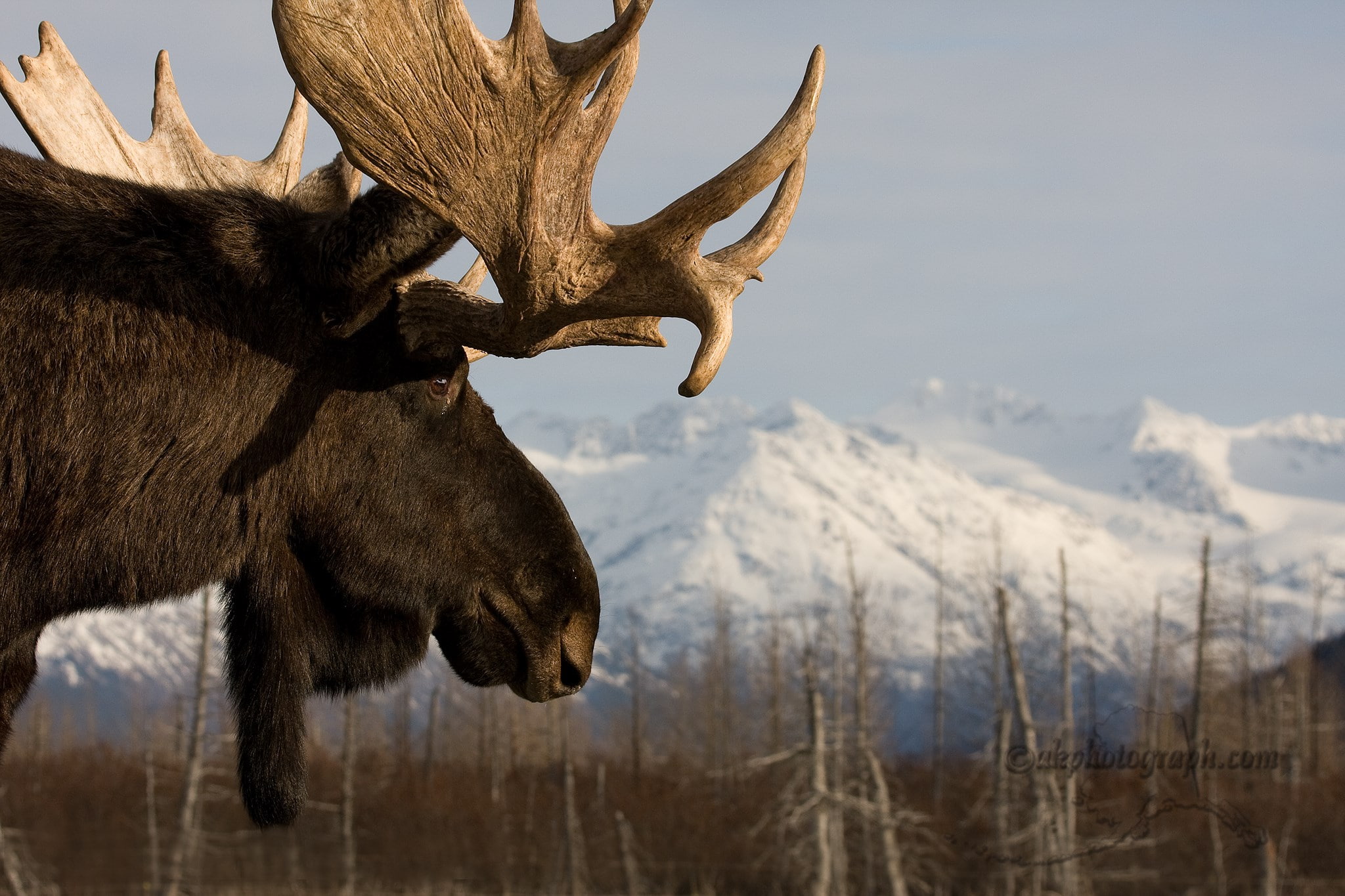 1080P, moose, HD Wallpaper