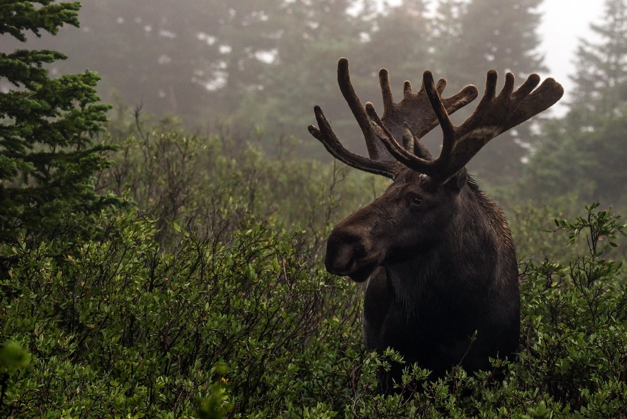 moose, 1080P, HD Wallpaper