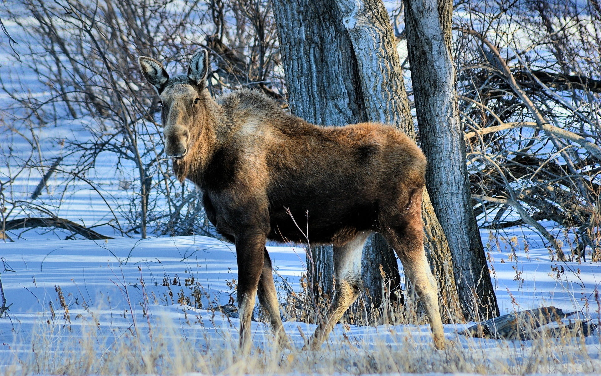 1080P, Winter, Moose, Trees, Snow, HD Wallpaper