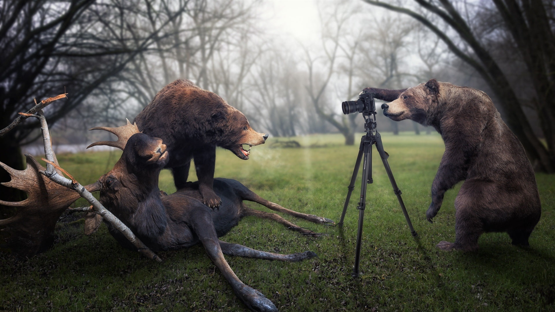 Moose, Pictures, Creative, 1080P, Photographer, Bear, Catch, HD Wallpaper