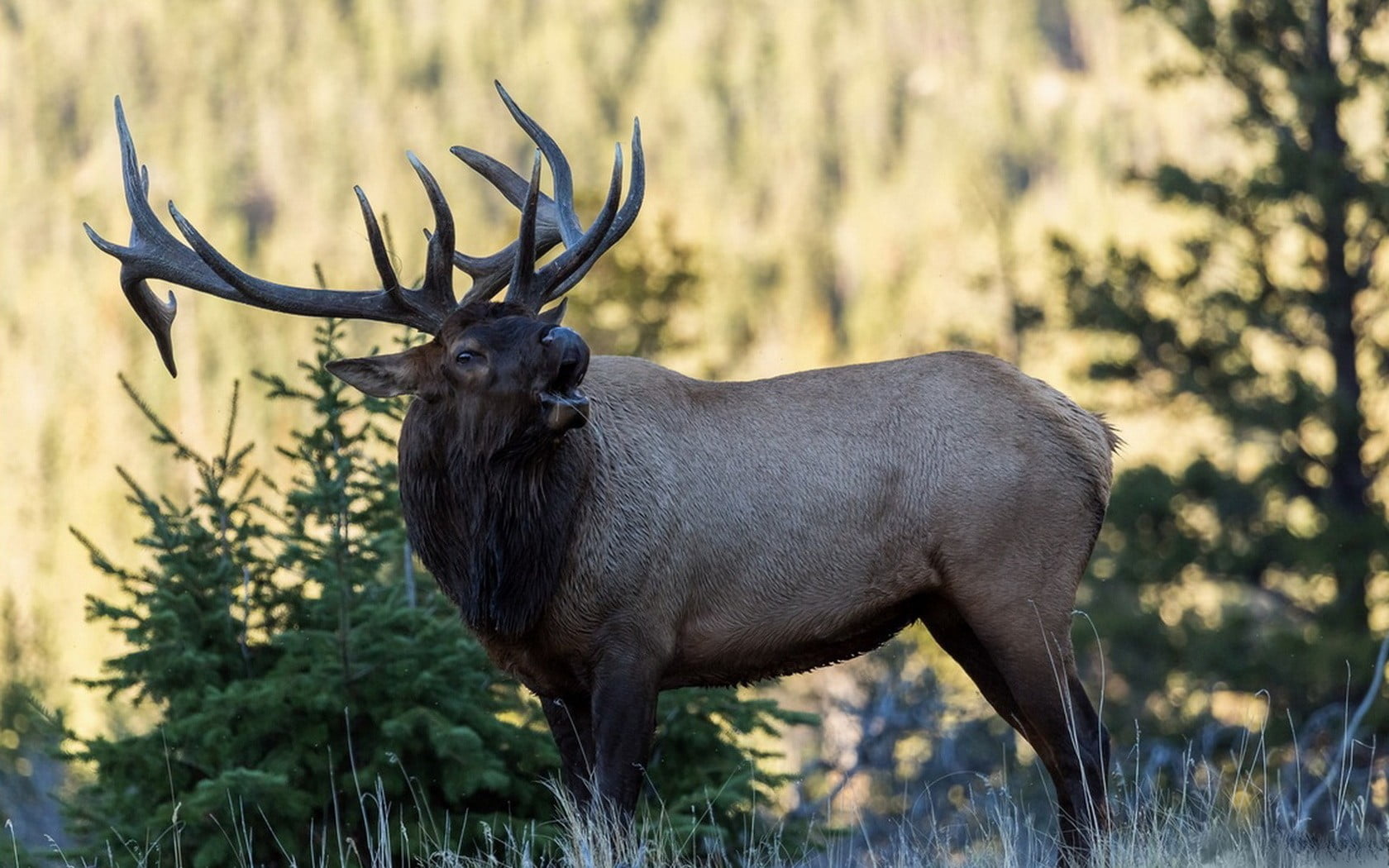vertebrate, animals, black, nature, s, shirt, plant, standing, focus on foreground, outdoors, one animal, antler, animal themes, moose, herbivorous, land, HD Wallpaper