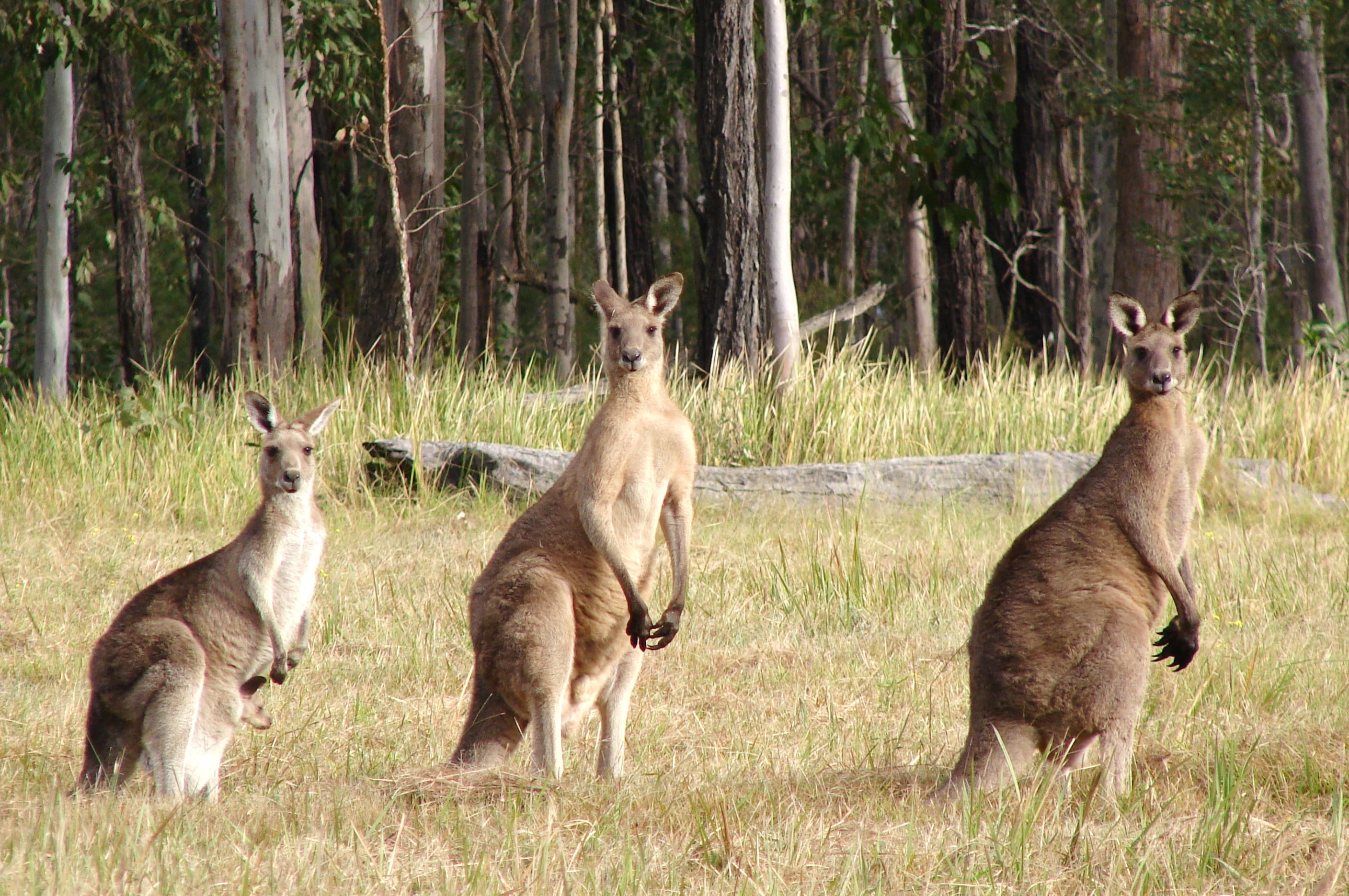 animal themes, grass, marsupial, animals In The Wild, africa, non-urban scene, australia, animals And Pets, standing, 2K, outdoors, wilderness Area, three, HD Wallpaper
