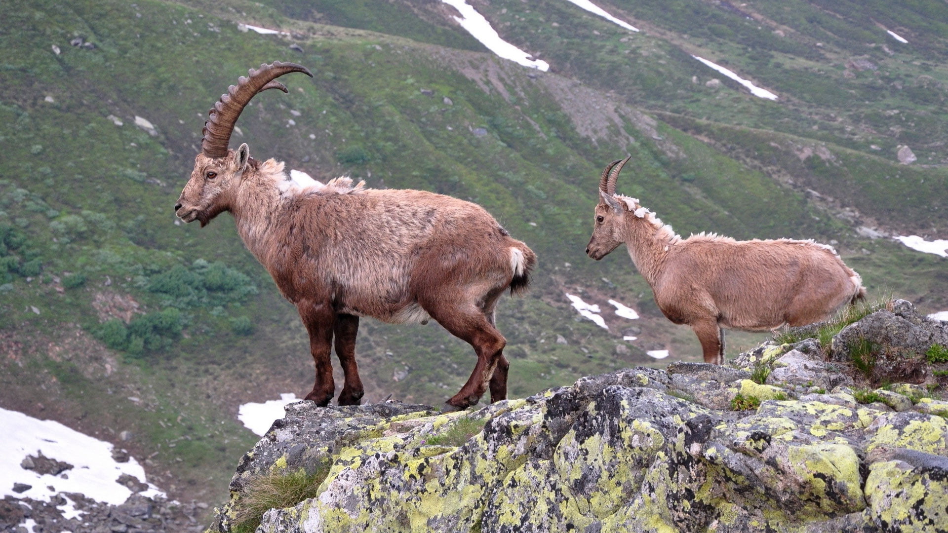 snow, animal wildlife, animal themes, nature, scenics, s, vertebrate, deer, mammal, mountain, goat, standing, summer, day, ibex, brown, beauty in nature, HD Wallpaper