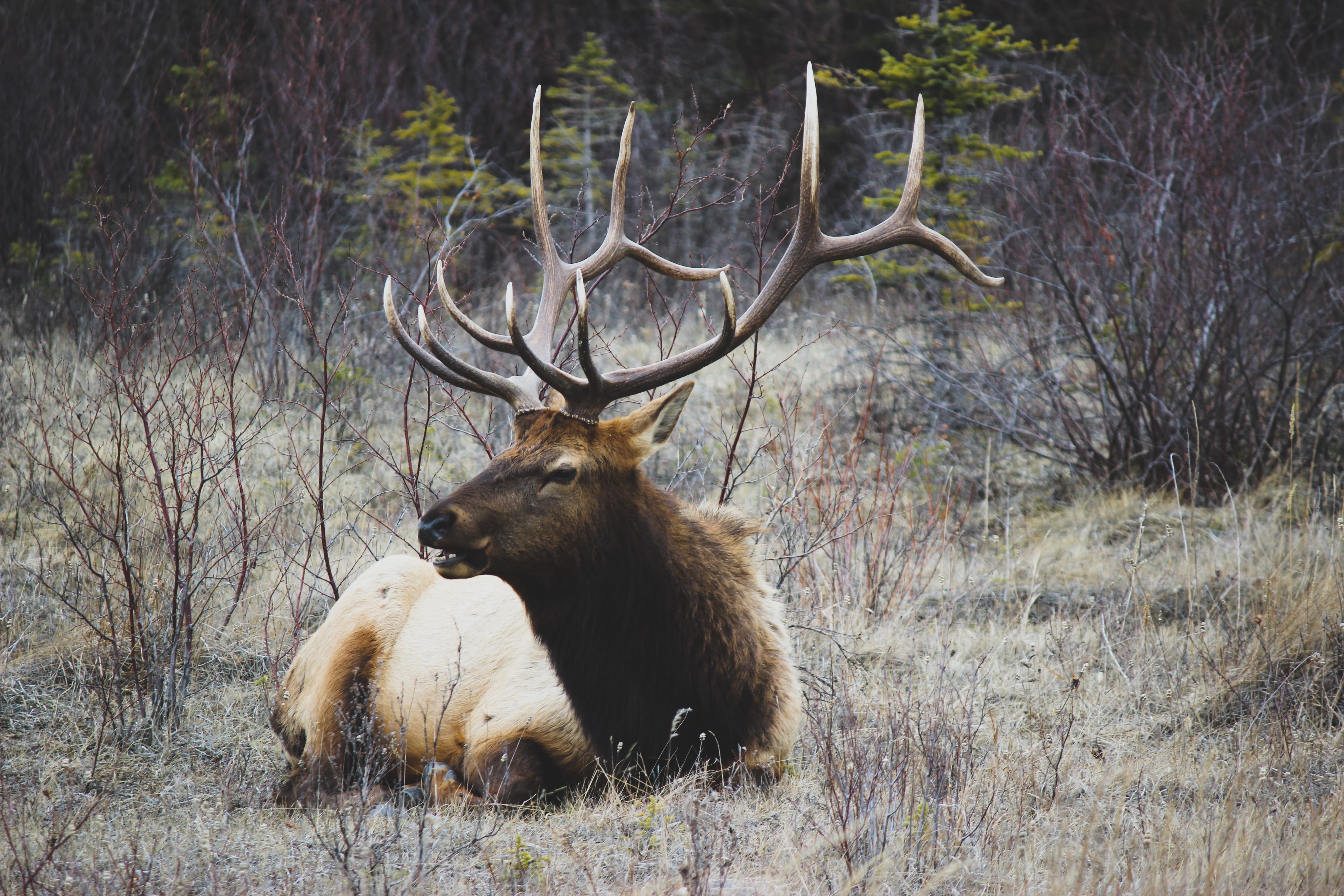 plant, horns, day, red Deer - Animal, woodland, animal themes, mammal, group of animals, animal, animals Hunting, lie, field, vertebrate, brown, national Park, HD Wallpaper