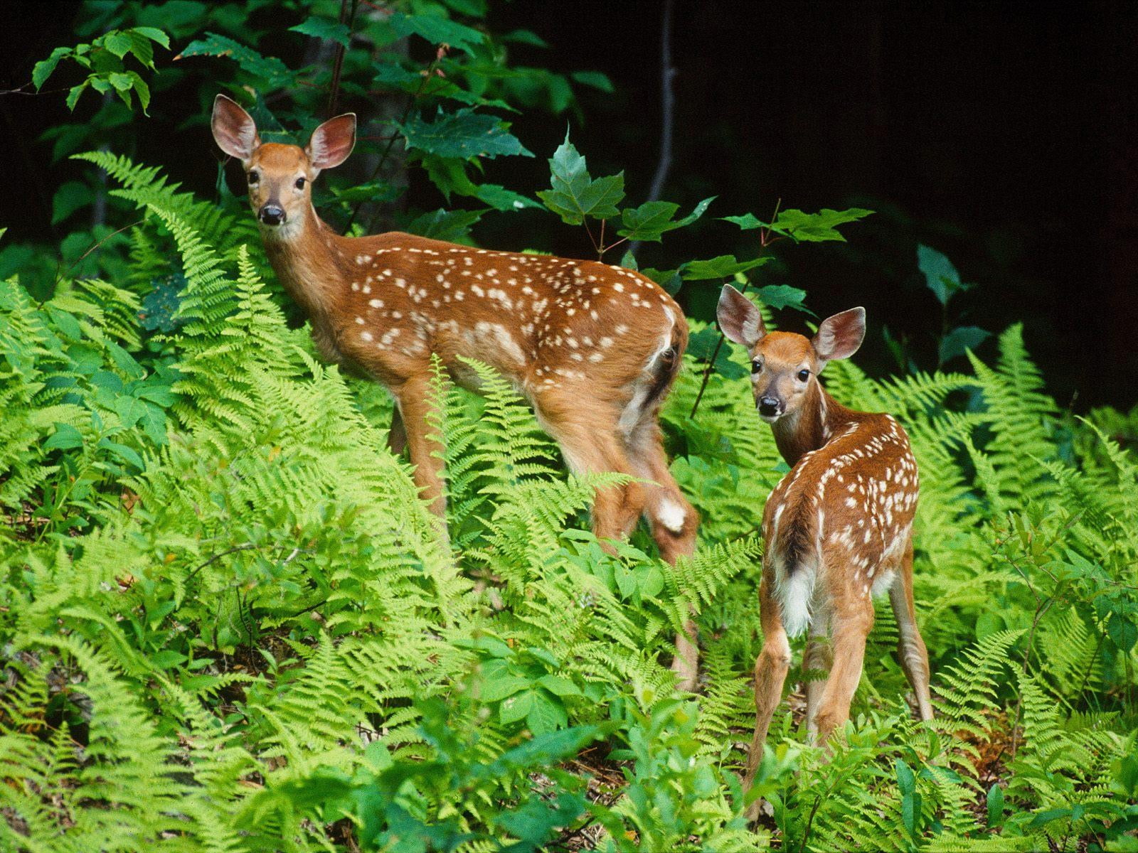 outdoors, 720P, animal family, plant, animal wildlife, no people, growth, field, vertebrate, mammal, land, domestic animals, nature, group of animals, HD Wallpaper
