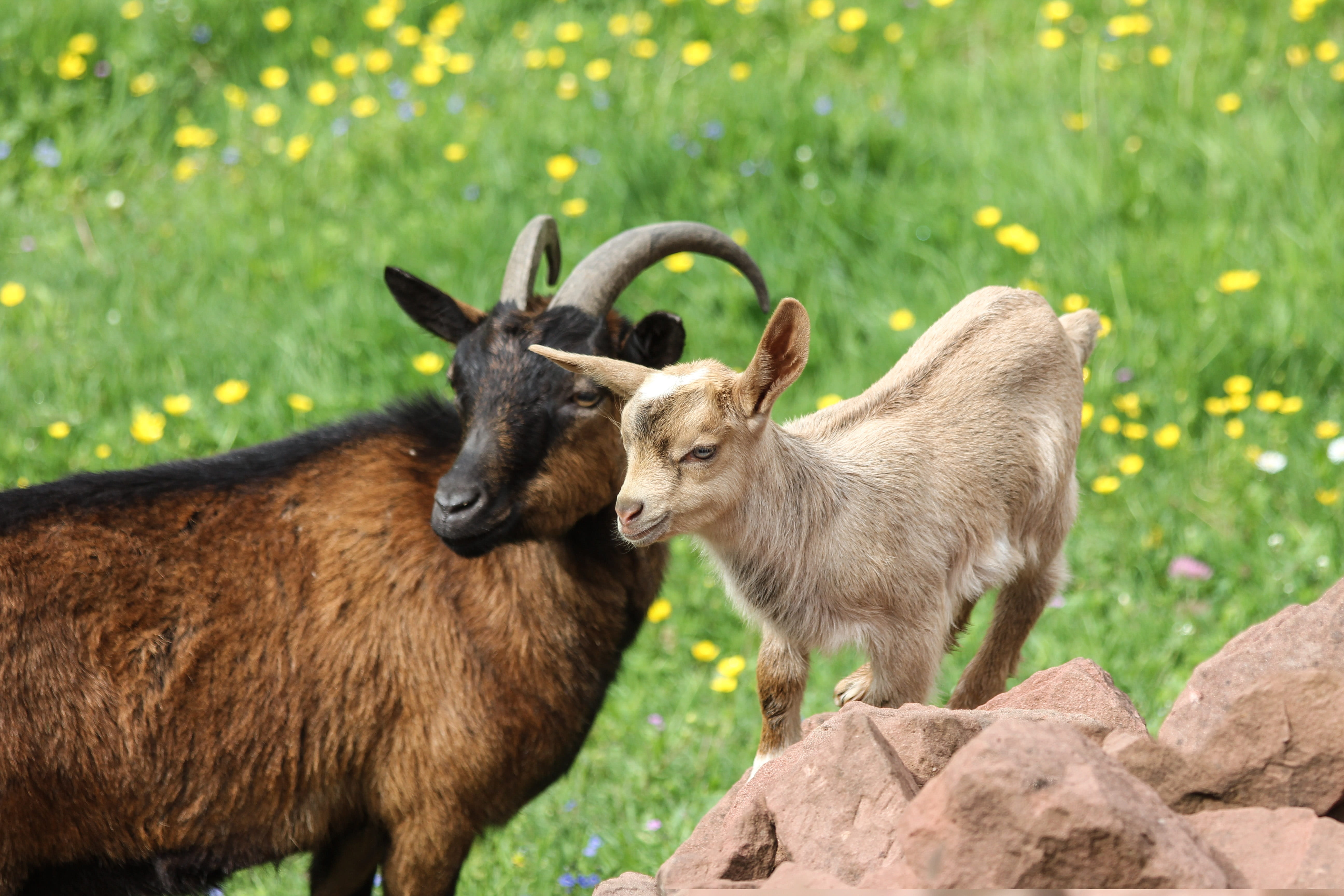 animal family, two animals, outdoors, day, kid, goat mother with kid, animal wildlife, goats, land, animal, meadow with animals, dwarf goat, herbivorous, HD Wallpaper