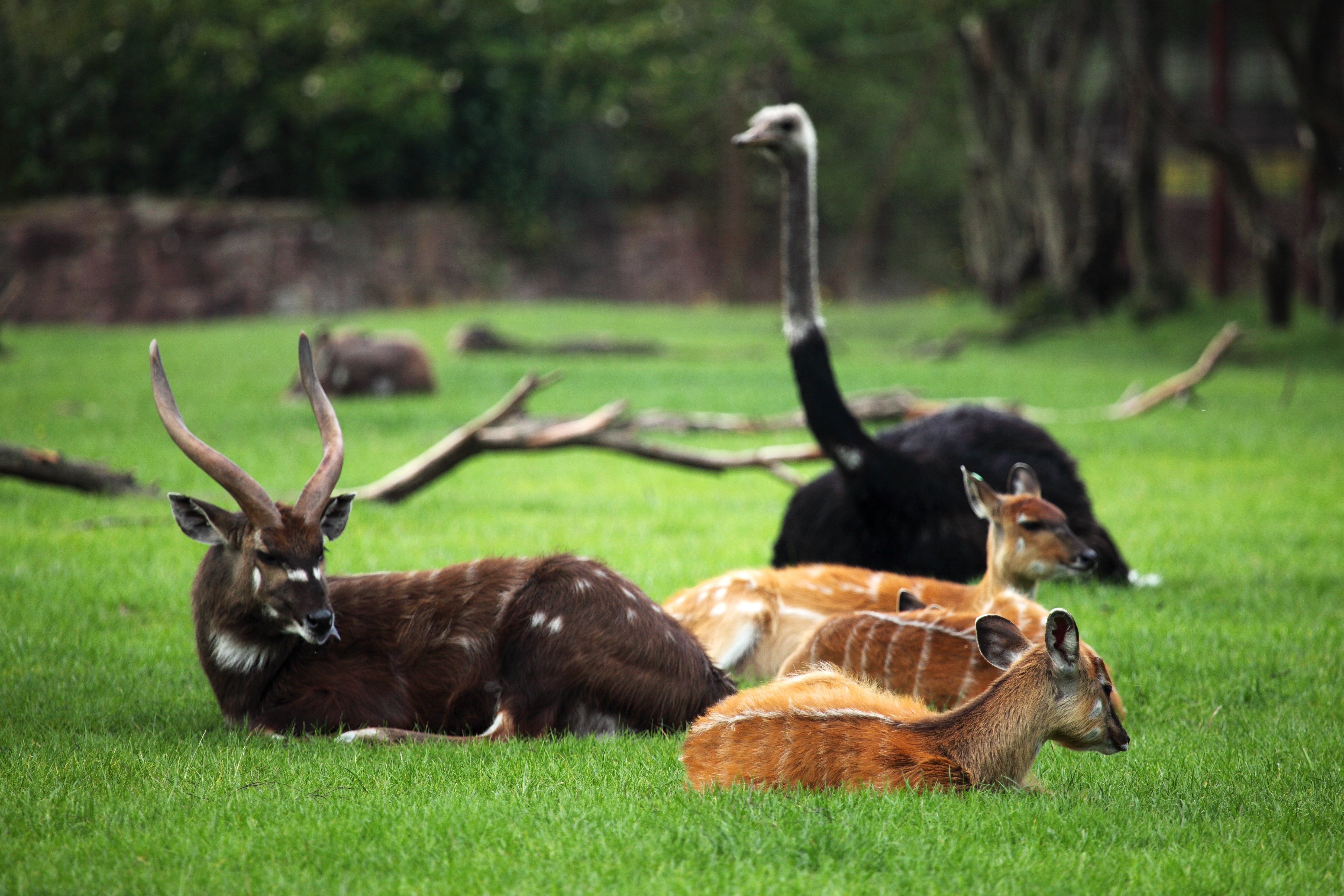 animal themes, safari, ostrich, nature, deer, grass, african, animals in the wild, antelope, resting, day, bird, animal family, group of animals, land, HD Wallpaper
