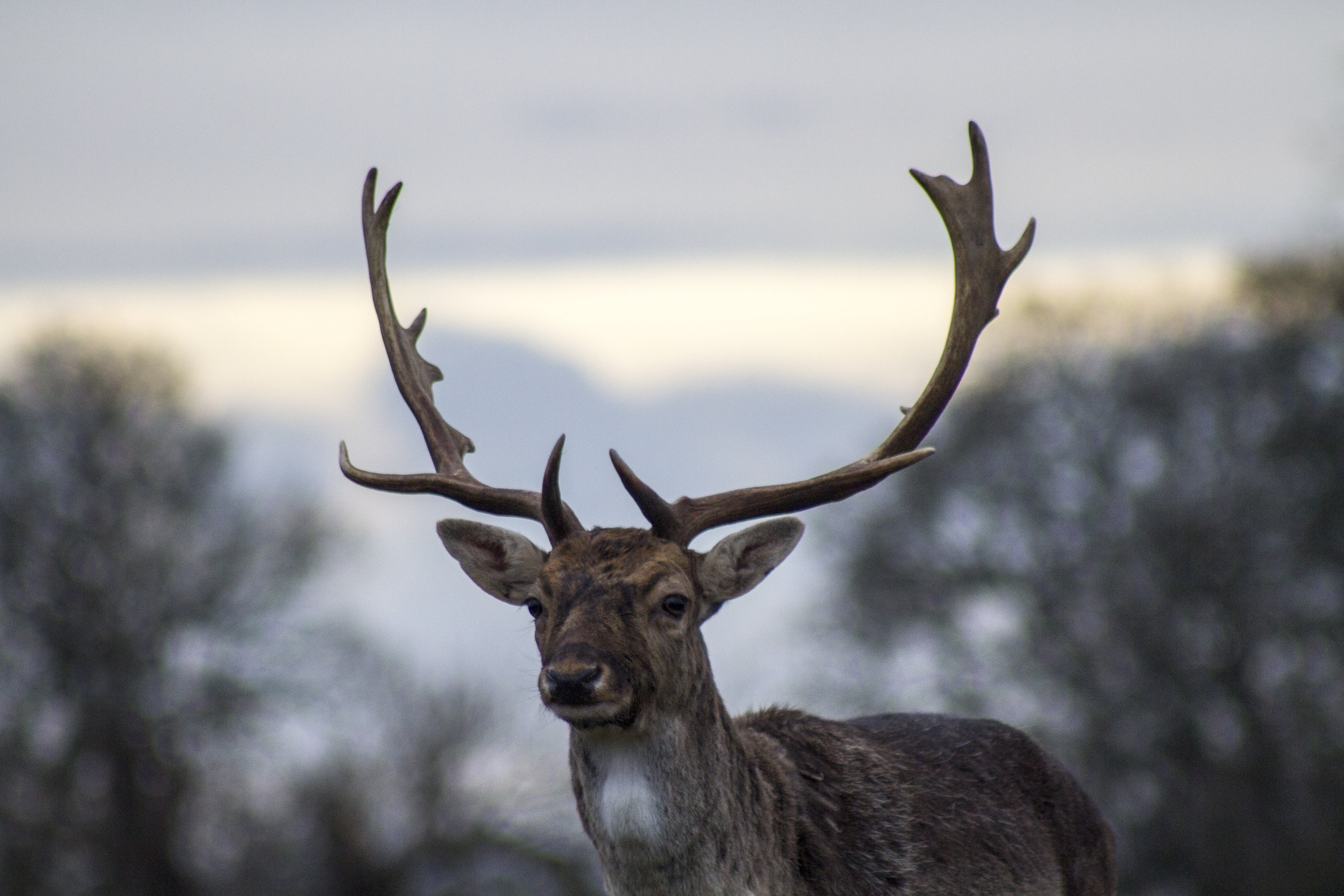 stag, land, wildlife, 5K, snow, one animal, animal, deer Family, brown, vertebrate, tree, herbivorous, forest, no people, white, horned, doe, red Deer - Animal, HD Wallpaper
