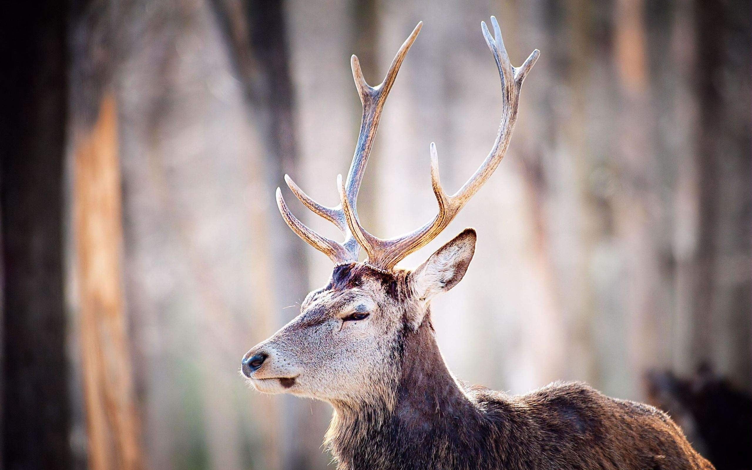 land, deer, doe, animal head, outdoors, antler, hunting, deer Family, wilderness Area, white-Tailed Deer, 2K, male Animal, stag, woodland, animal themes, HD Wallpaper