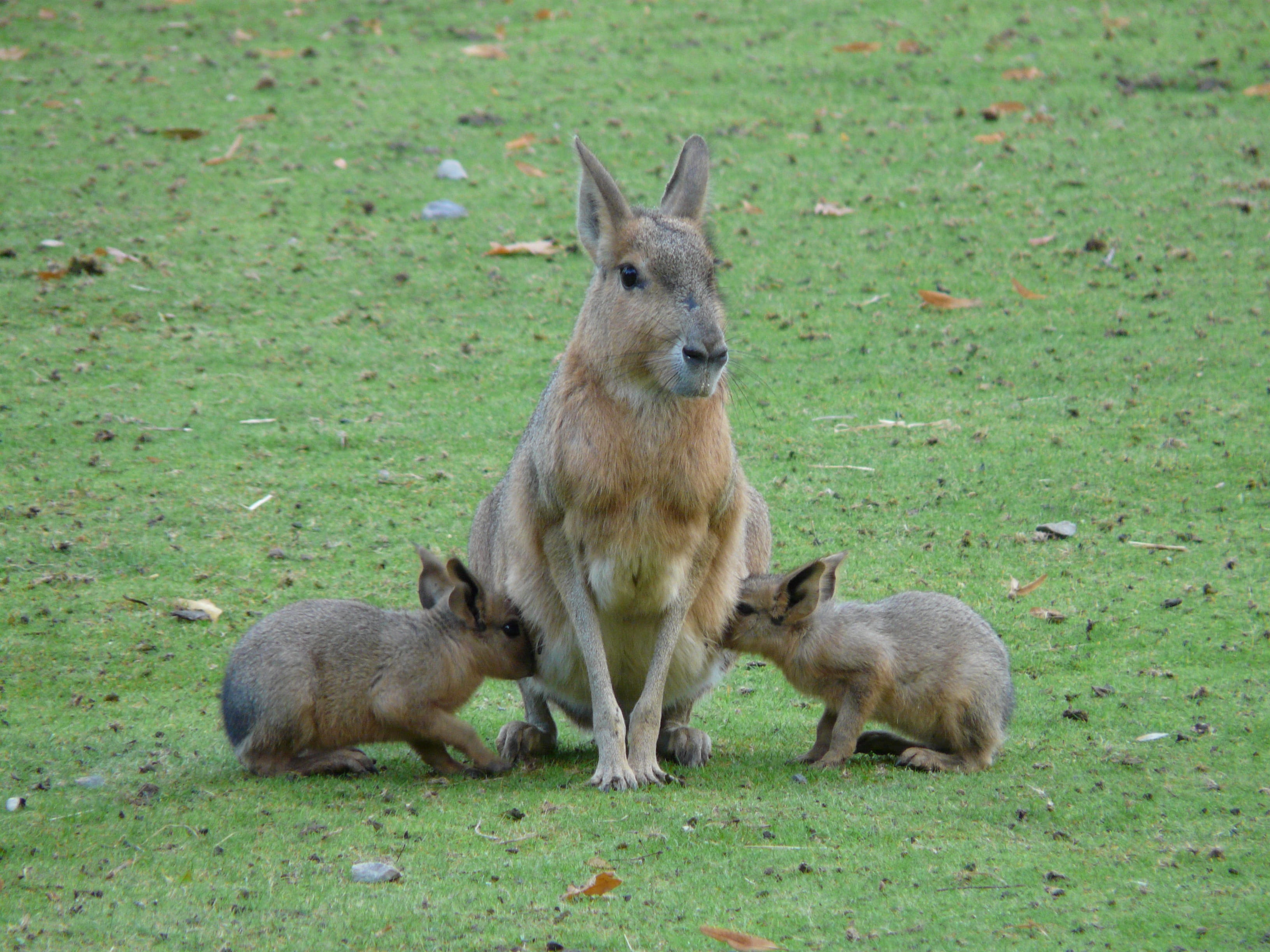 animal family, cute, mara mammal, Suck, deer, plant, green color, rabbit, gray, Children, Mara, animal wildlife, two animals, young animals, dolichotis patagonum, HD Wallpaper