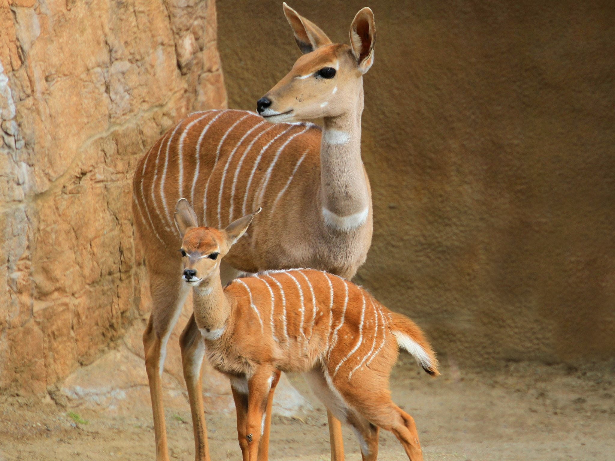 animal, south Africa, wilderness Area, vertebrate, safari Animals, gray, walk, group of animals, togetherness, beauty In Nature, two animals, animal wildlife, HD Wallpaper