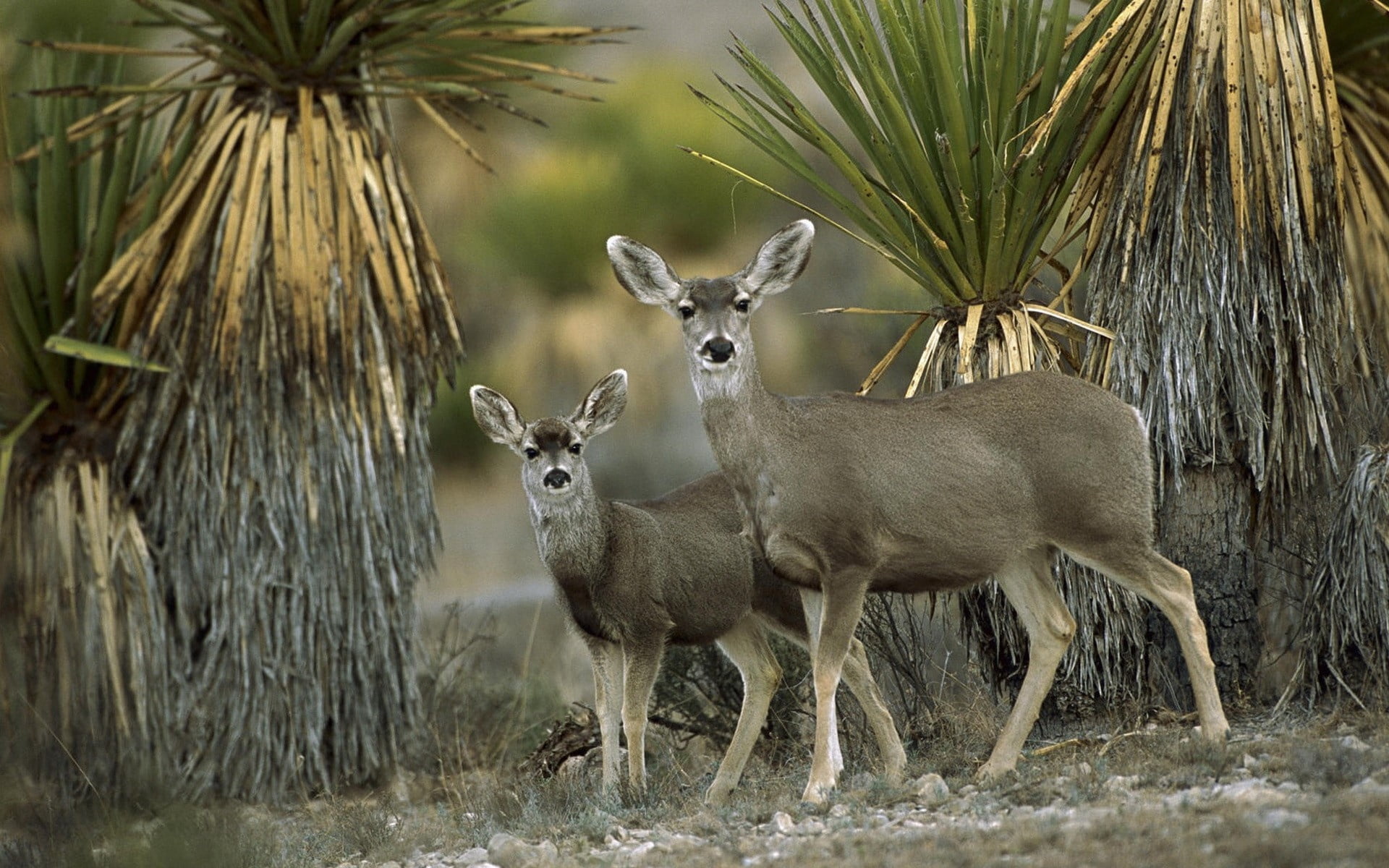 stag, wilderness Area, desert, animal family, antelope, 1080P, horned, young animal, chihuahua, tree, vertebrate, couple, hoofed Mammal, doe, outdoors, HD Wallpaper
