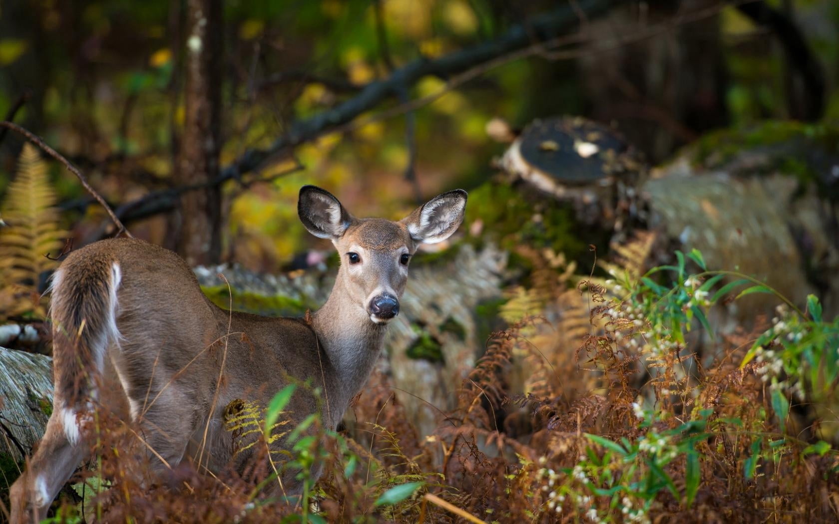 stag, deer Family, antler, land, wild Animals, no people, animals And Pets, forest, animal, focus on foreground, white-Tailed Deer, field, day, hoofed Mammal, HD Wallpaper