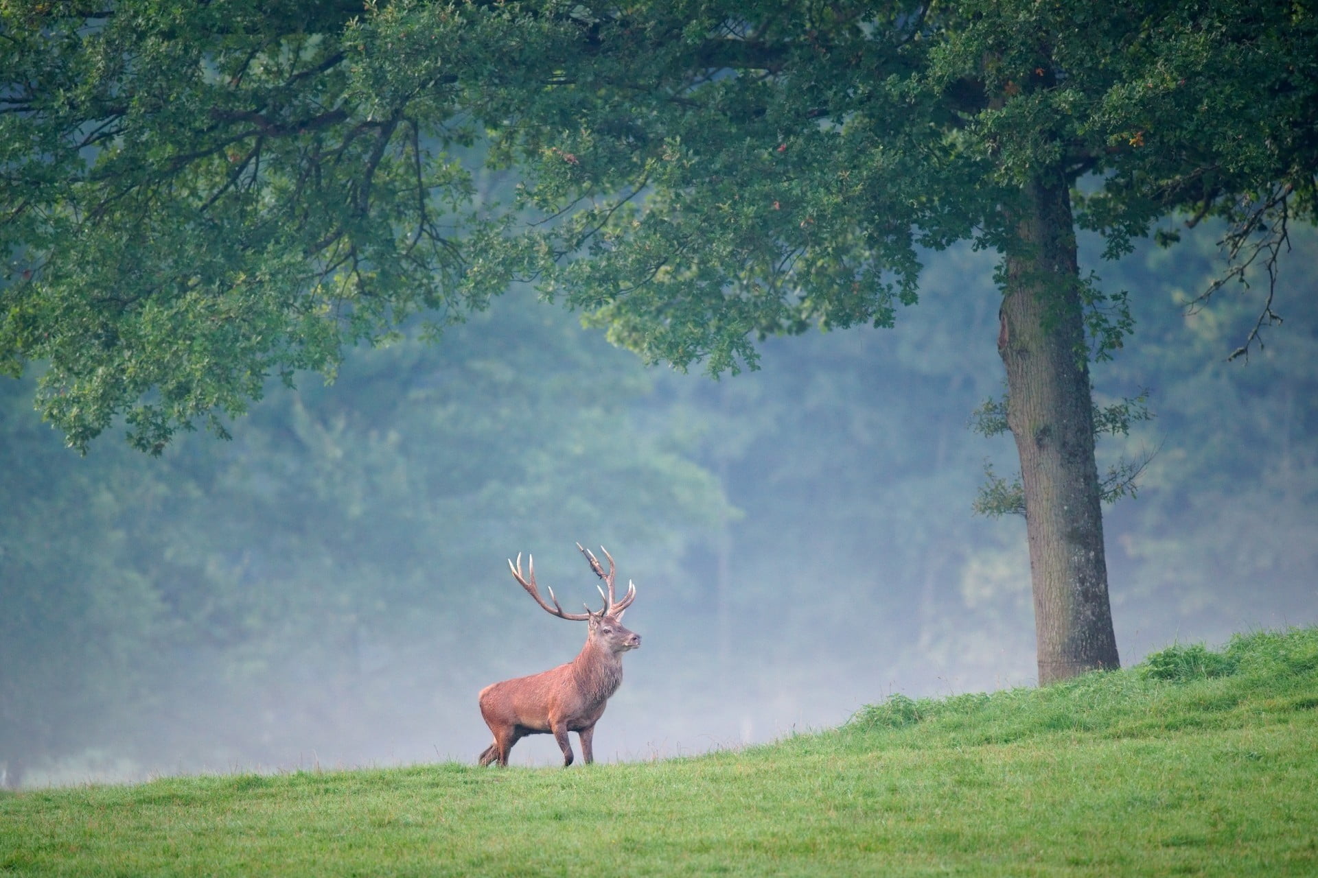 animal themes, safari Animals, red Deer - Animal, africa, mammal, brown, no people, animal wildlife, wilderness Area, 1080P, grass, horned, antler, one animal, HD Wallpaper