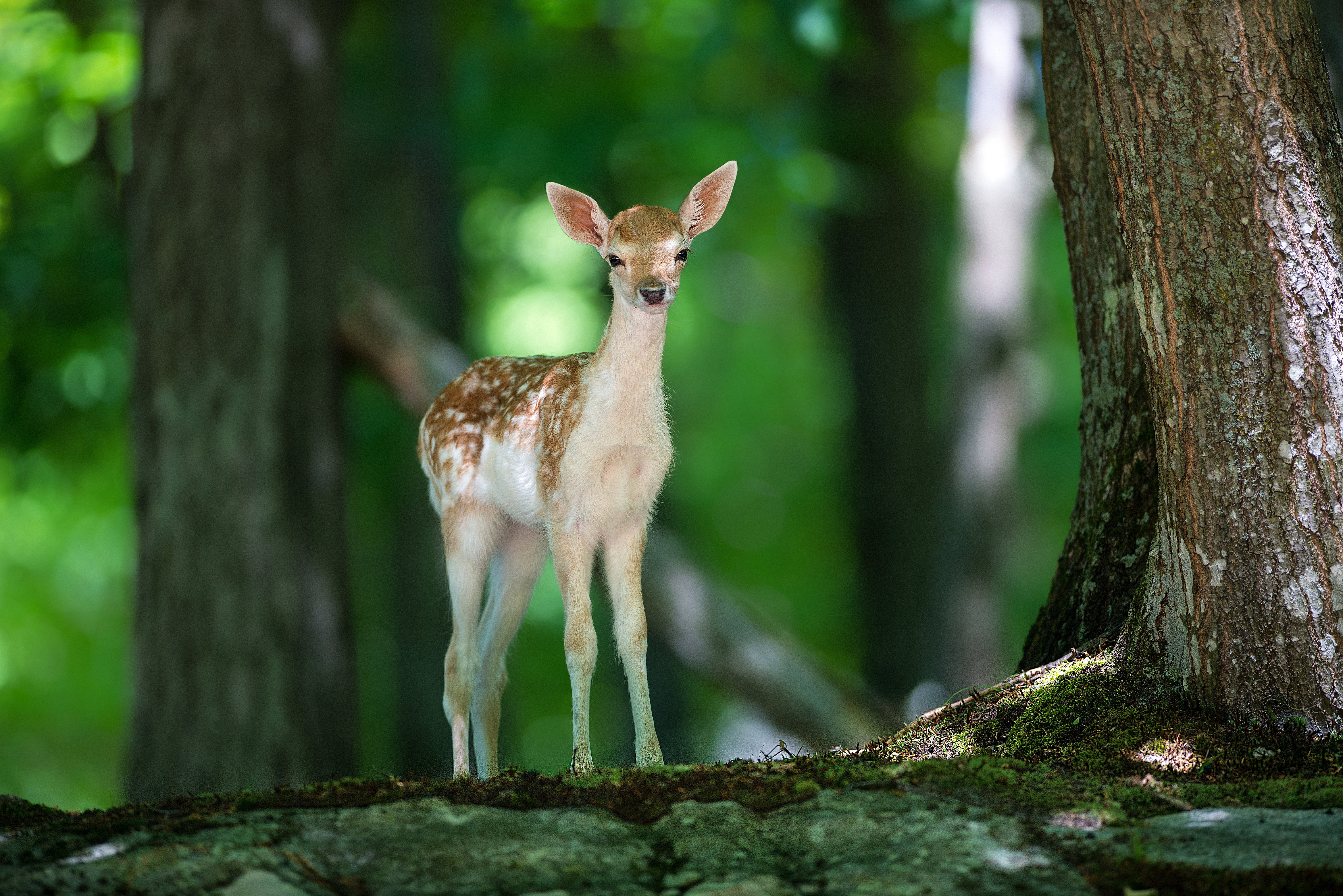 antler, no people, Bambi, tree, young Animal, tree trunk, wilderness Area, cute, white, animal themes, plant, wildlife, forest, herbivorous, outdoors, stag, HD Wallpaper