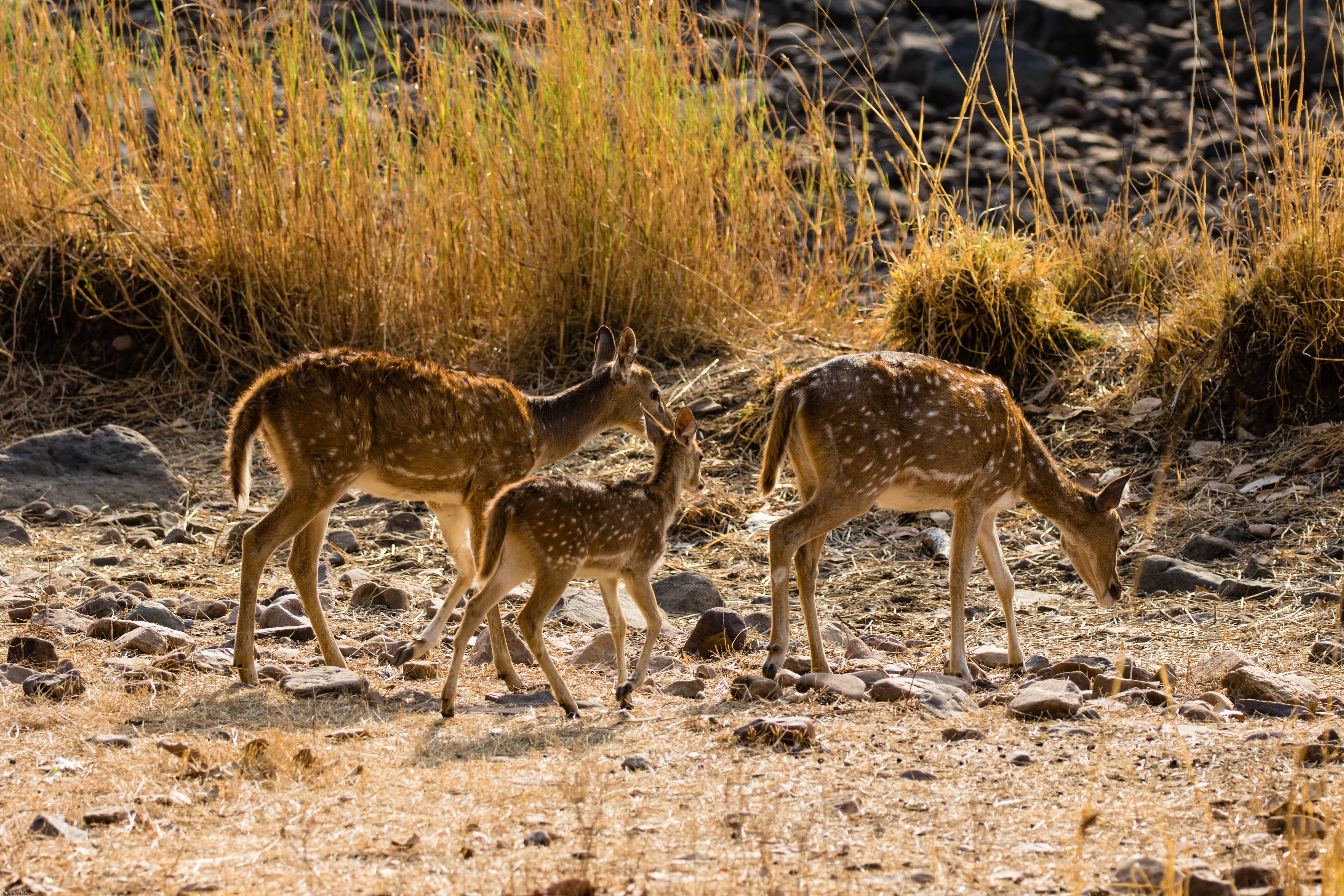 grass, mammal, day, field, no people, fawn, group of animals, animal themes, hirsch, animal family, animal wildlife, deer, axis deer, nature, ranthambore, HD Wallpaper