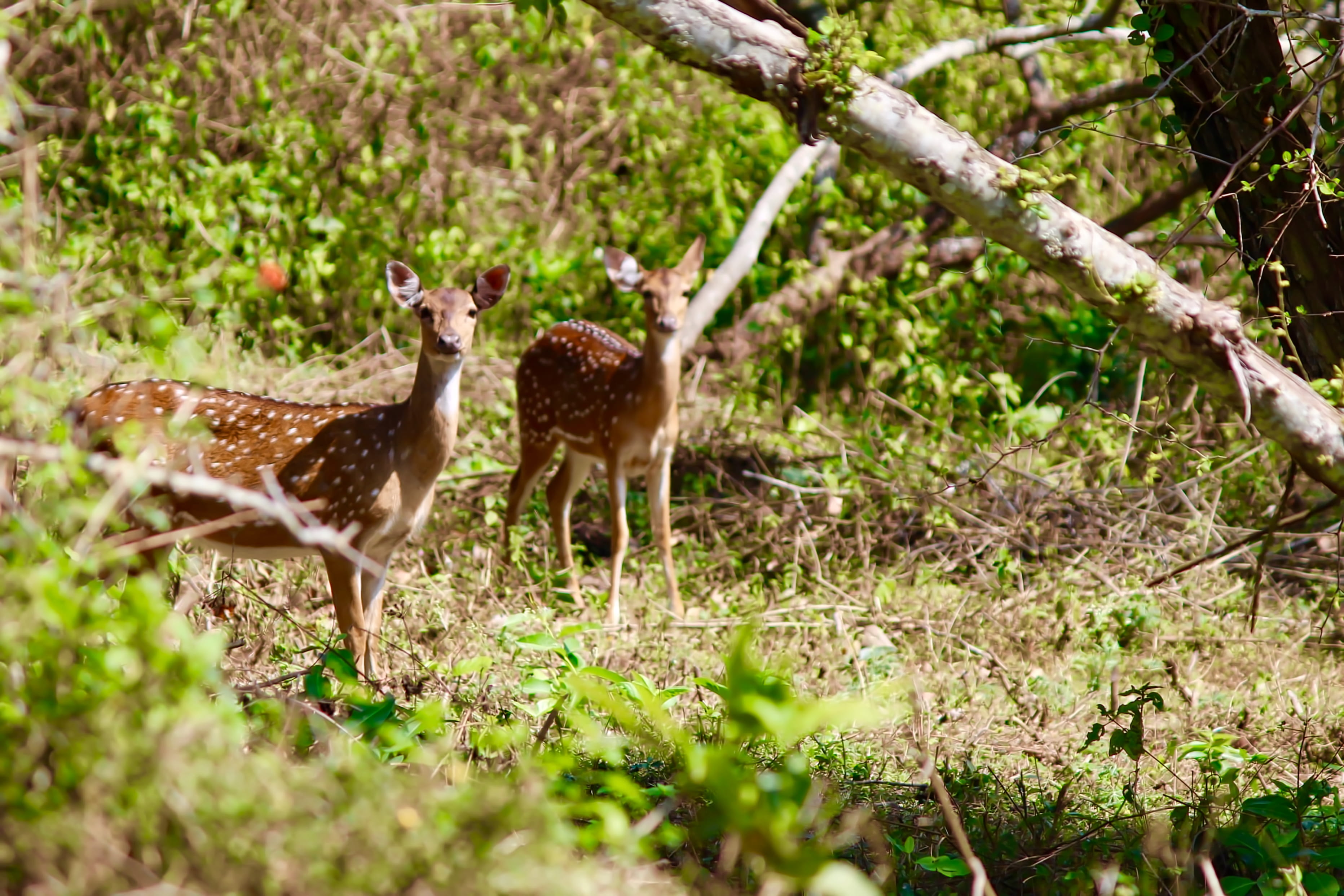 animal, land, plant, selective focus, wildlife, deer, tree, animals in the wild, fawn, outdoors, vertebrate, day, green life, tamilnadu, animal family, HD Wallpaper