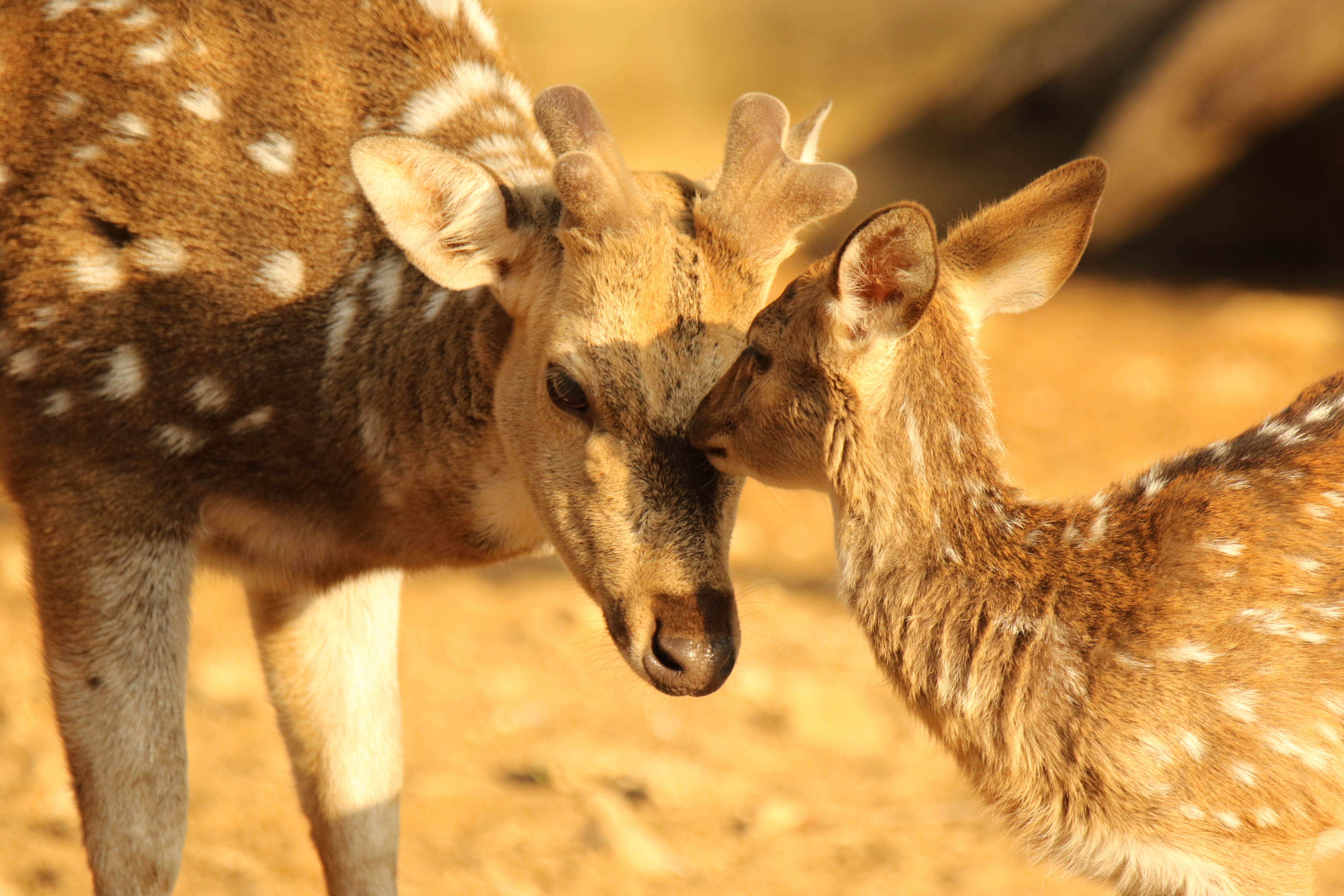 group of animals, female, spotted deer, 5K, love, kiss, close-up, animal wildlife, animal head, fawn, no people, two animals, land, mammal, animals in the wild, HD Wallpaper