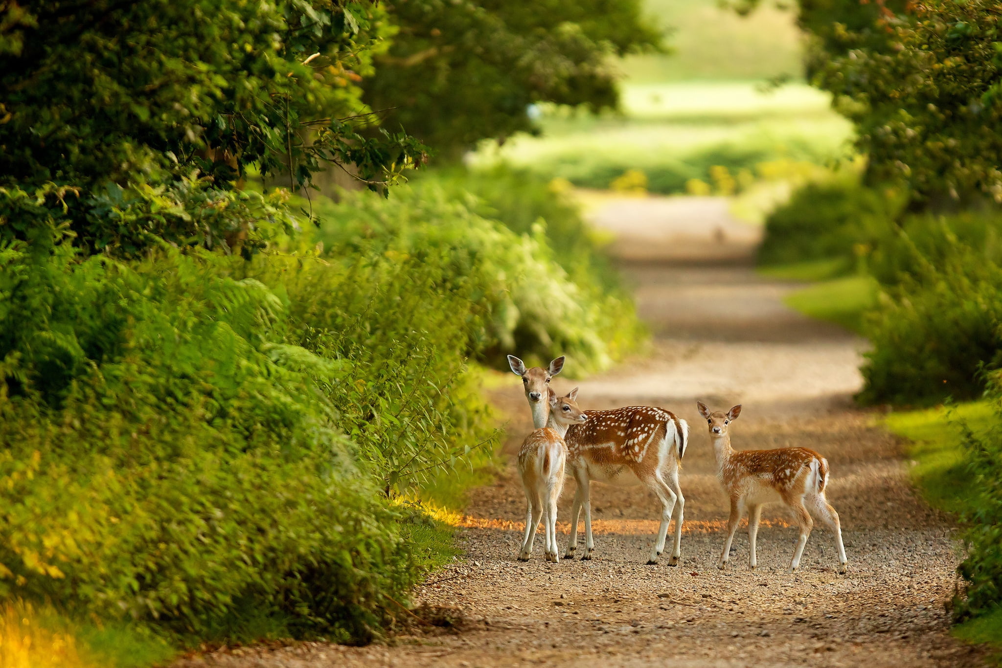 brown, animal wildlife, growth, nature, forest, field, green Color, wildlife, trees, trail, summer, park - Man Made Space, two, deer, walk, plant, animal themes, HD Wallpaper