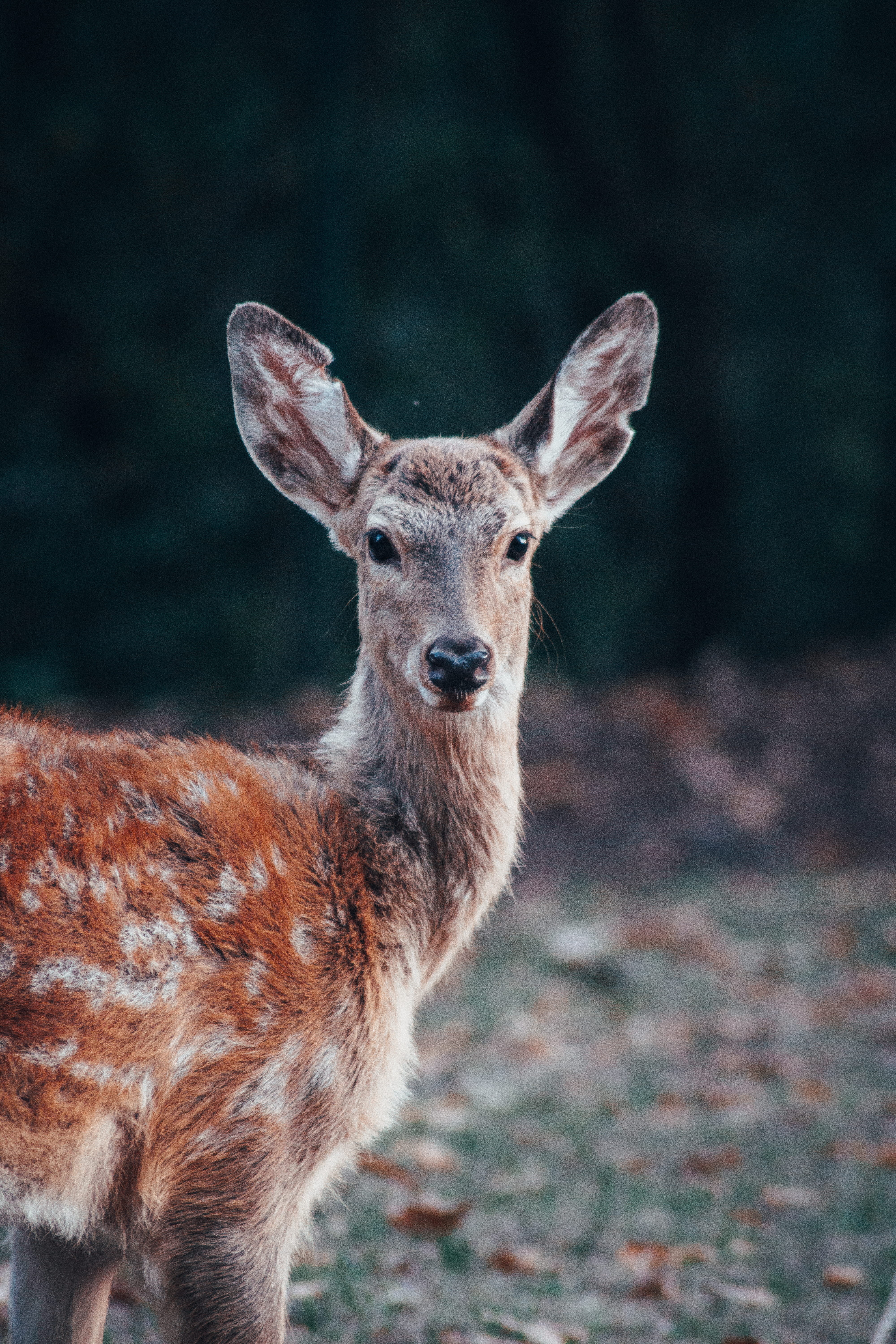 stag, wildlife, hoofed Mammal, blur, moody, red, reindeer, bokeh, wilderness Area, white-Tailed Deer, deer, wild, roe Deer, outdoor, doe, deer Family, 5K, Phone HD Wallpaper