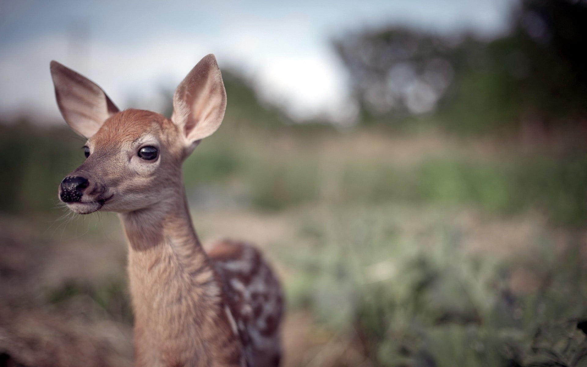 summer, looking at camera, wildlife, animal ear, face, day, looking, africa, outdoors, close-up, stag, blur, mammal, focus on foreground, animal wildlife, HD Wallpaper