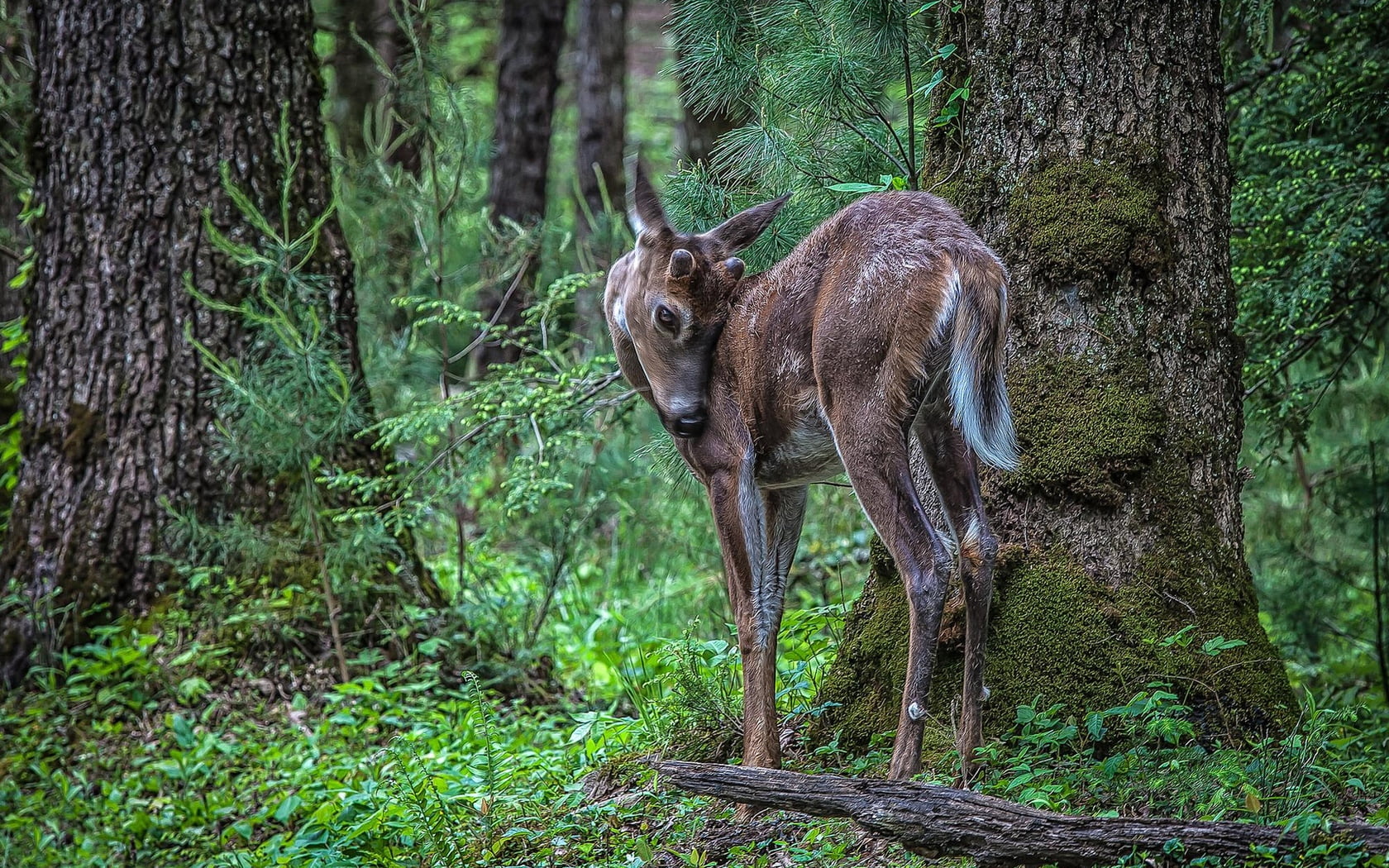 no people, deer Family, growth, trunk, park - Man Made Space, doe, national Park, stag, woodland, red Deer - Animal, nature, animals In The Wild, land, HD Wallpaper