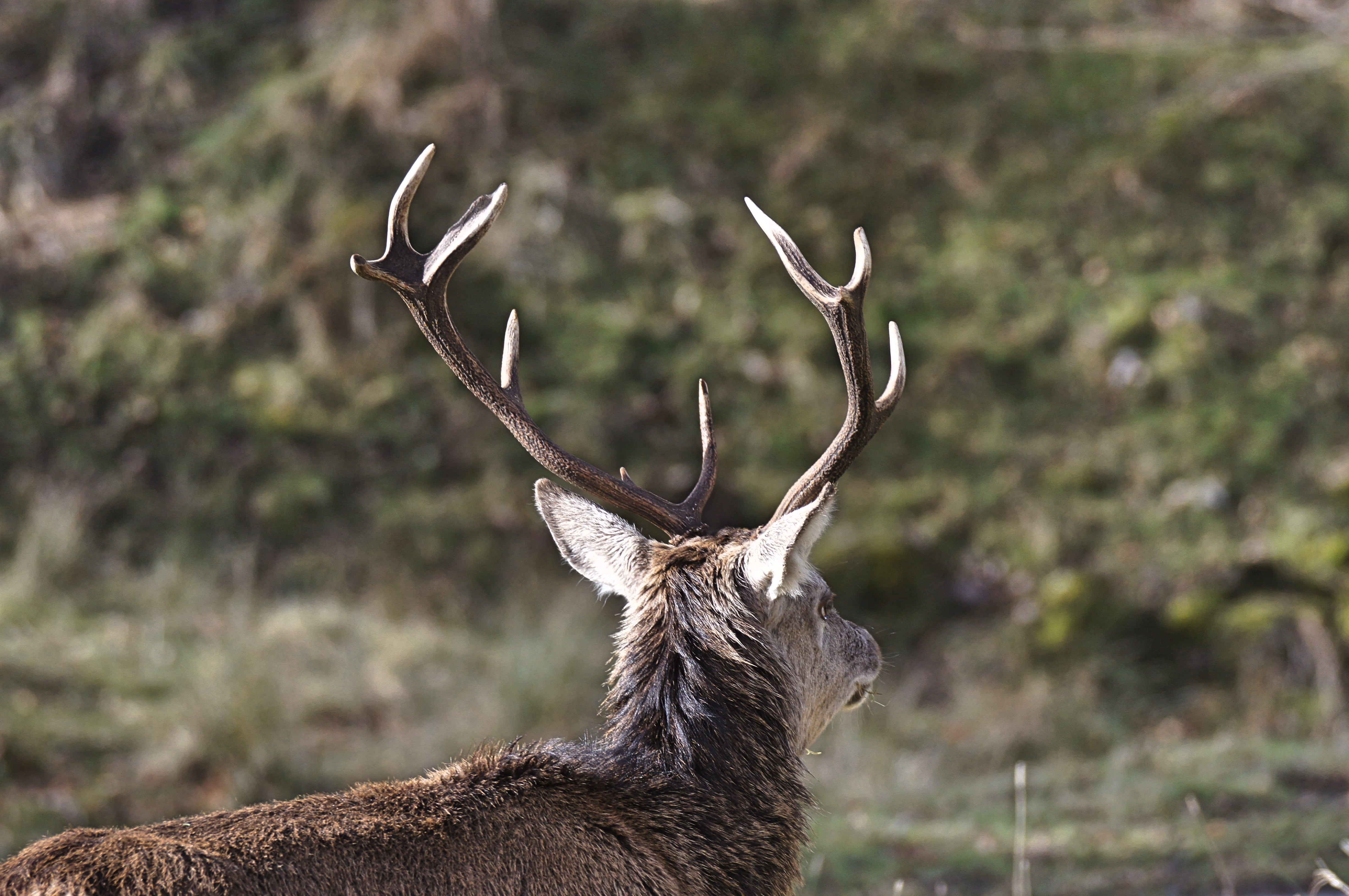 animal themes, animals In The Wild, animal, mammal, stag, hunting, tree, focus on foreground, grass, animal wildlife, day, hoofed Mammal, animal body part, HD Wallpaper