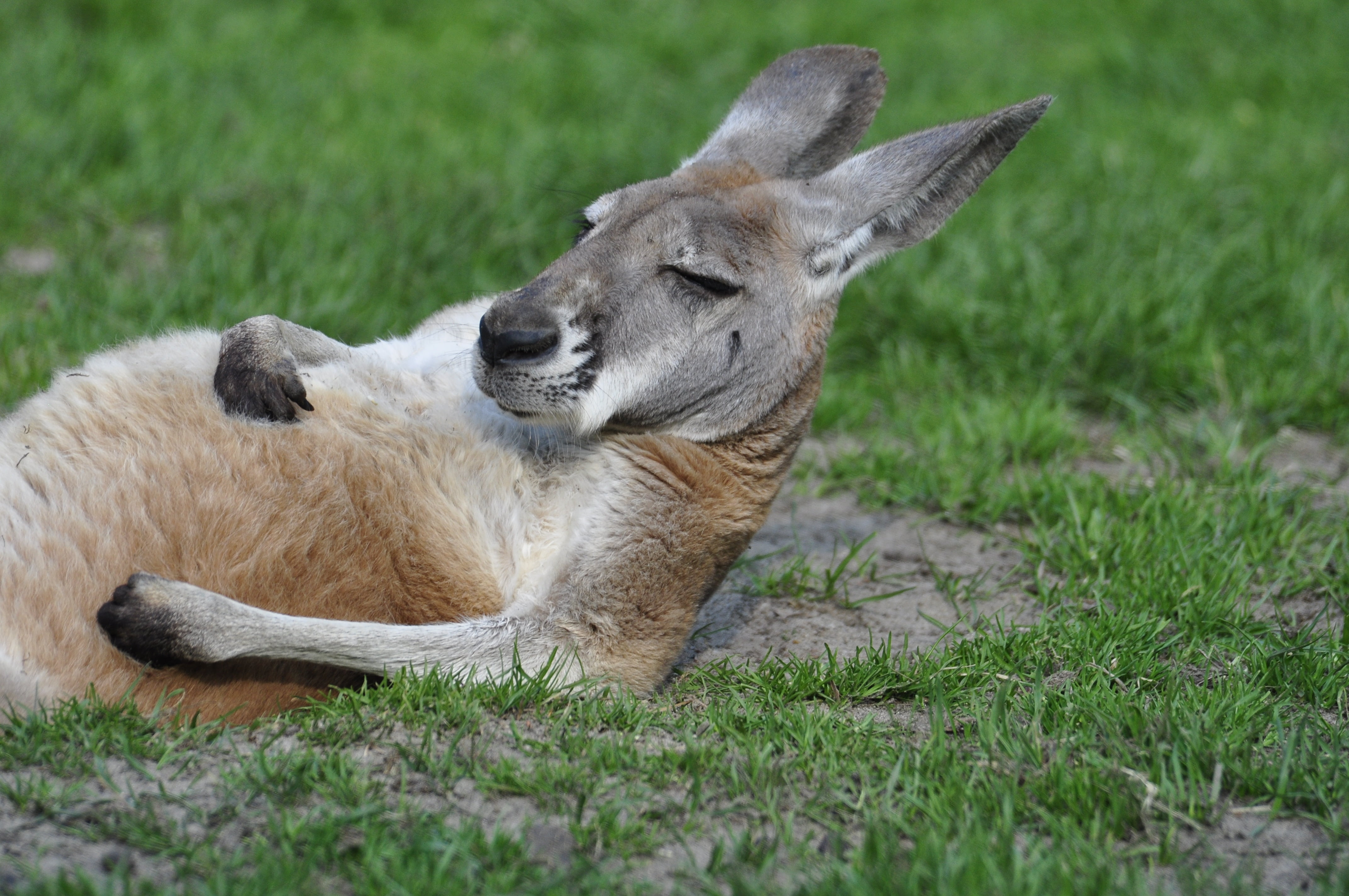 cute, nature, lies, day, meadow, marsupial, animal, fur, hoofed Mammal, grass, wildlife, vertebrate, outdoors, animal themes, looking, land, animals In The Wild, HD Wallpaper