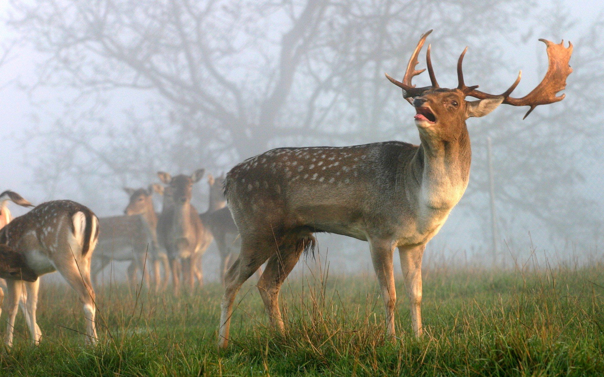 day, sunrise, Beauty, plant, grass, Deer, nature, tree, cute, antler, animal, family, Jungle, Amazing, group of animals, field, vertebrate, land, no people, HD Wallpaper