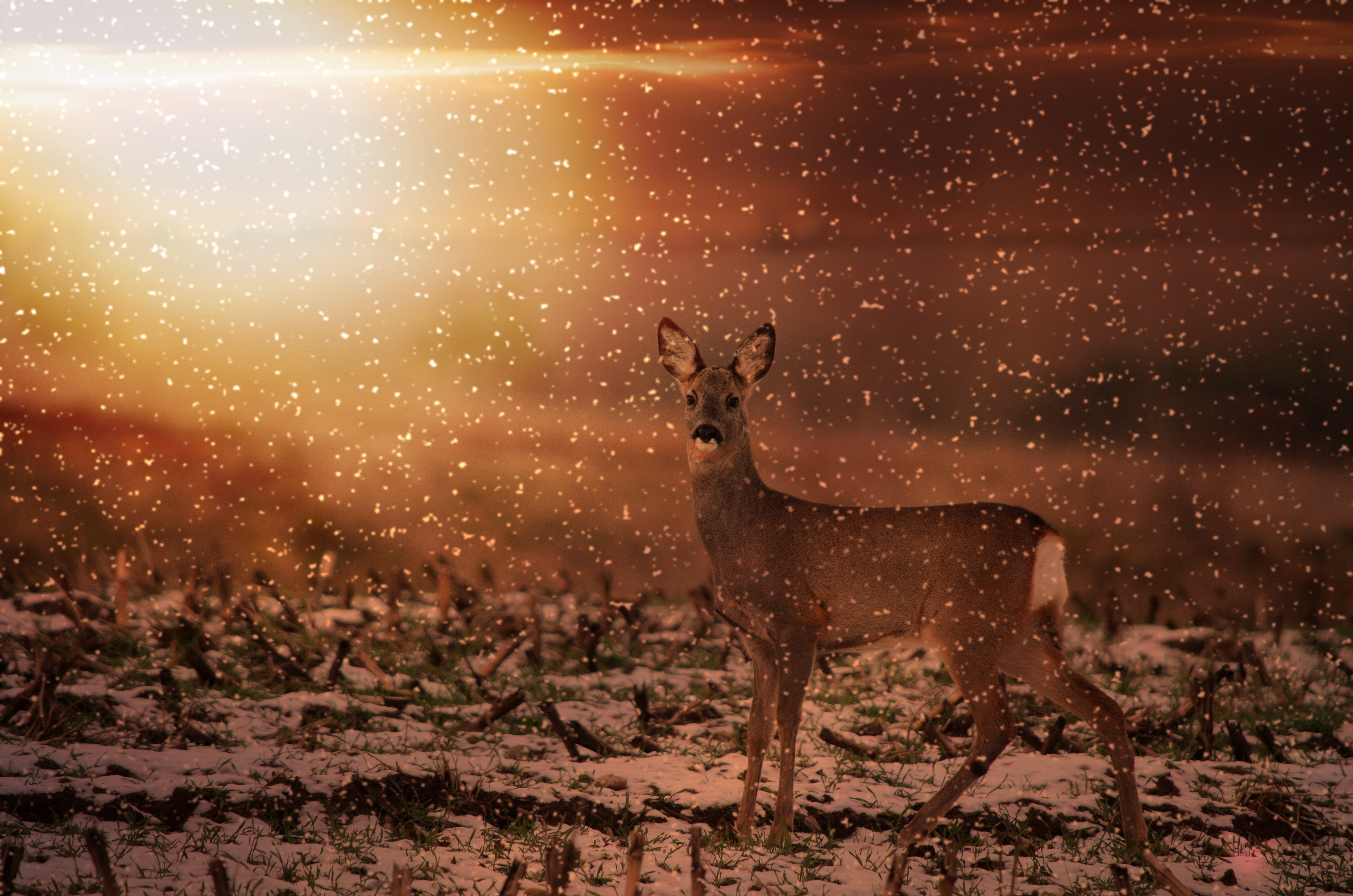 wild, outdoors, sunlight, animals in the wild, roe deer, deer, damm wild, snowflakes, one animal, snow, lighting, environment, domestic animals, covered, HD Wallpaper