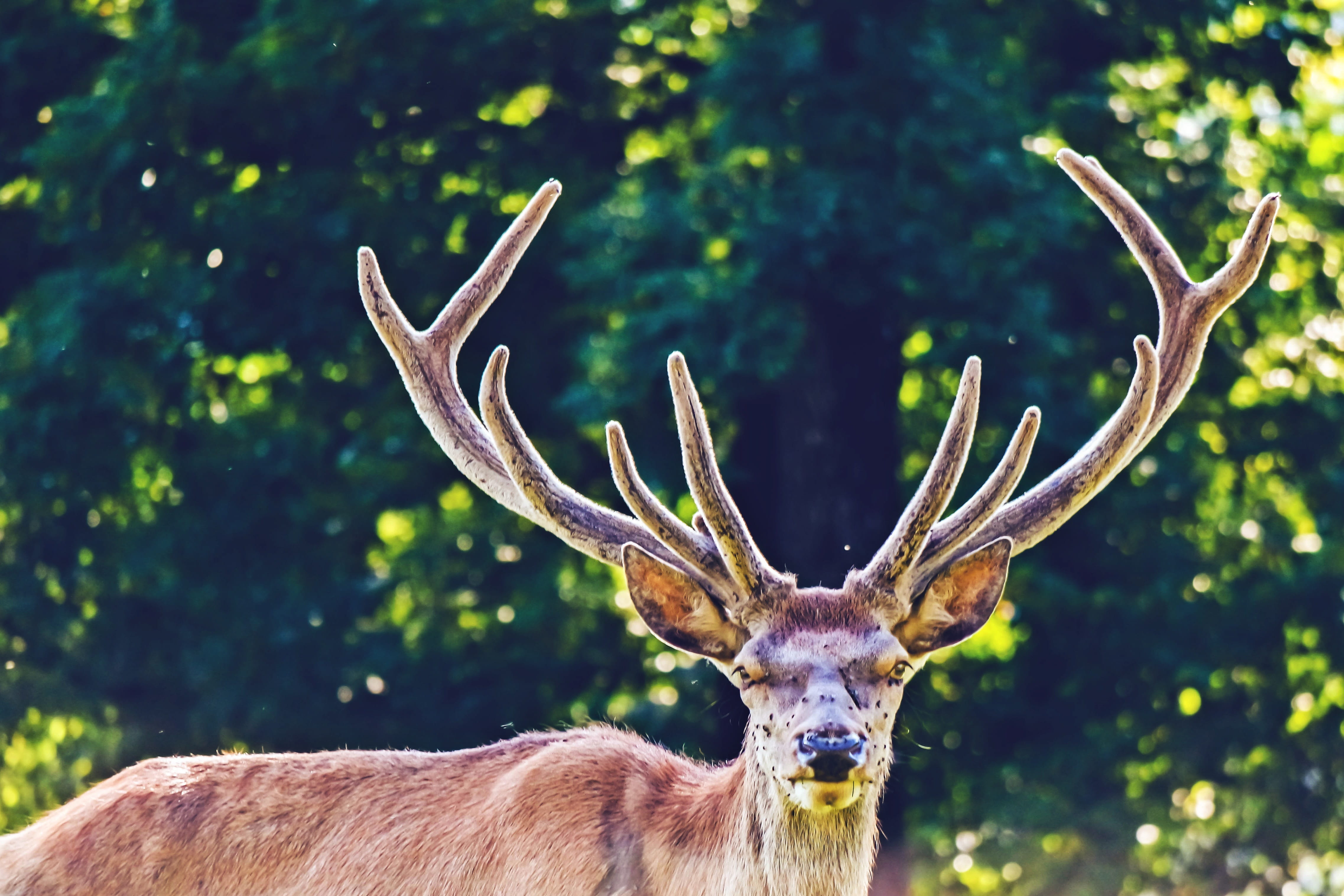 animal wildlife, wild animals, 4K, vertebrate, stag, portrait, male, tree, dream, animal world, banner, climate change, park, strategy, young-stag, focus on foreground, HD Wallpaper