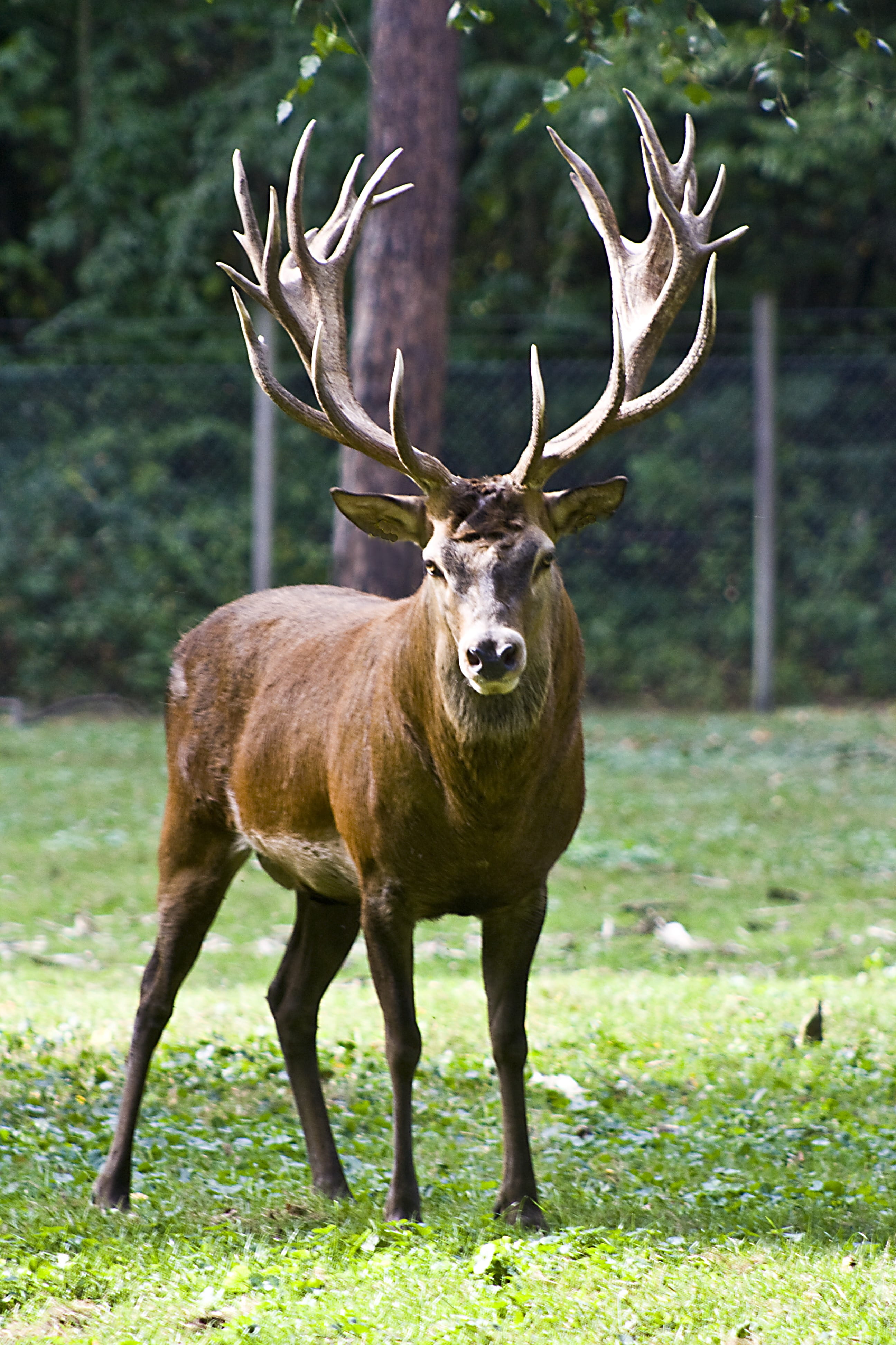 graze, animal themes, green grass, 4K, nature, no people, hunting, one animal, big, handsome, male Animal, antler, outdoors, big horn, animal, green, field, Phone HD Wallpaper