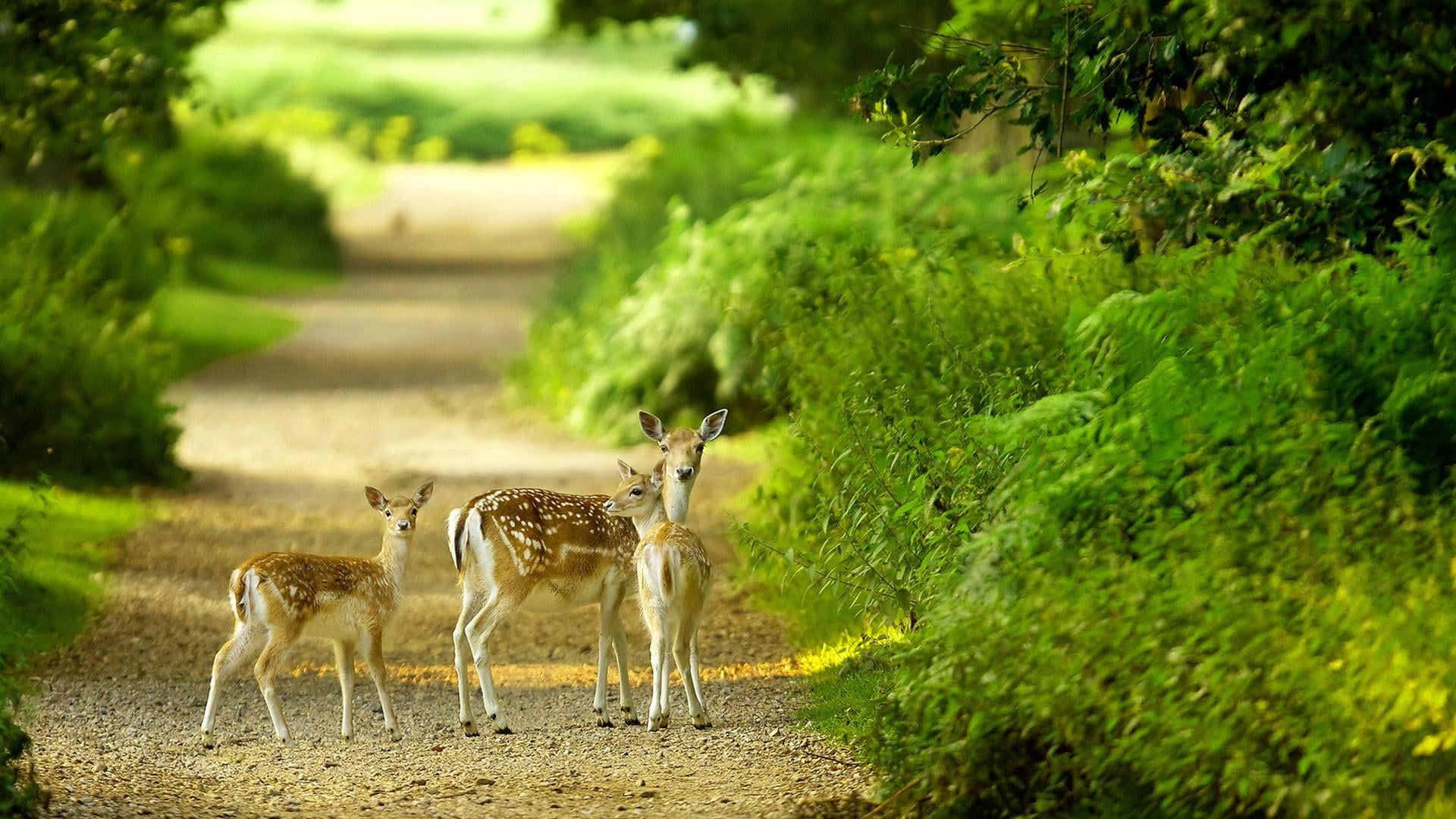 green color, group of animals, mammal, herbivorous, sunlight, nature, outdoors, animal wildlife, animals in the wild, 1080P, no people, footpath, animal themes, HD Wallpaper