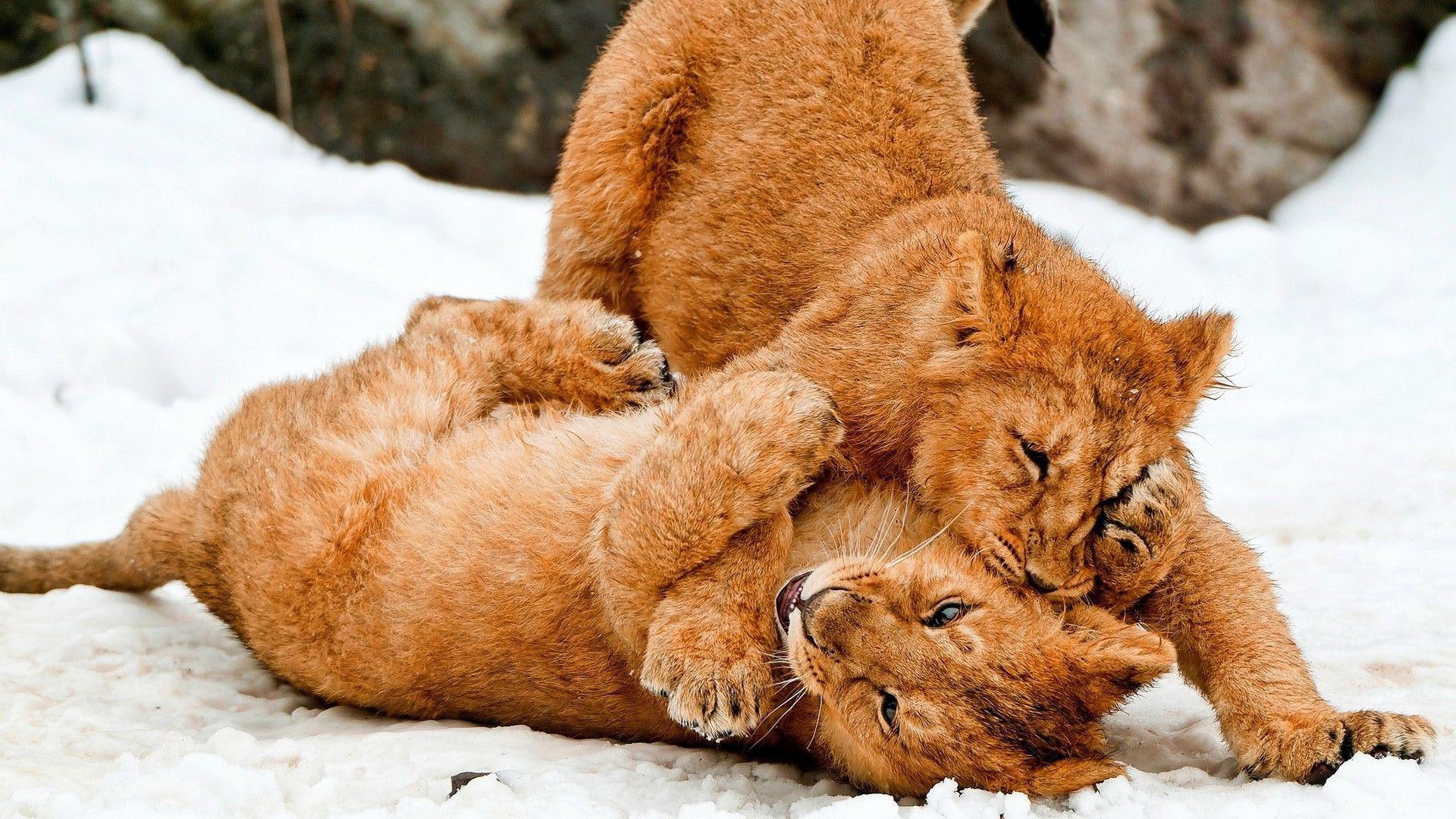 playing, snow, animals, 1080P, 1920x1080, cub, winter, cubs, lion, HD Wallpaper