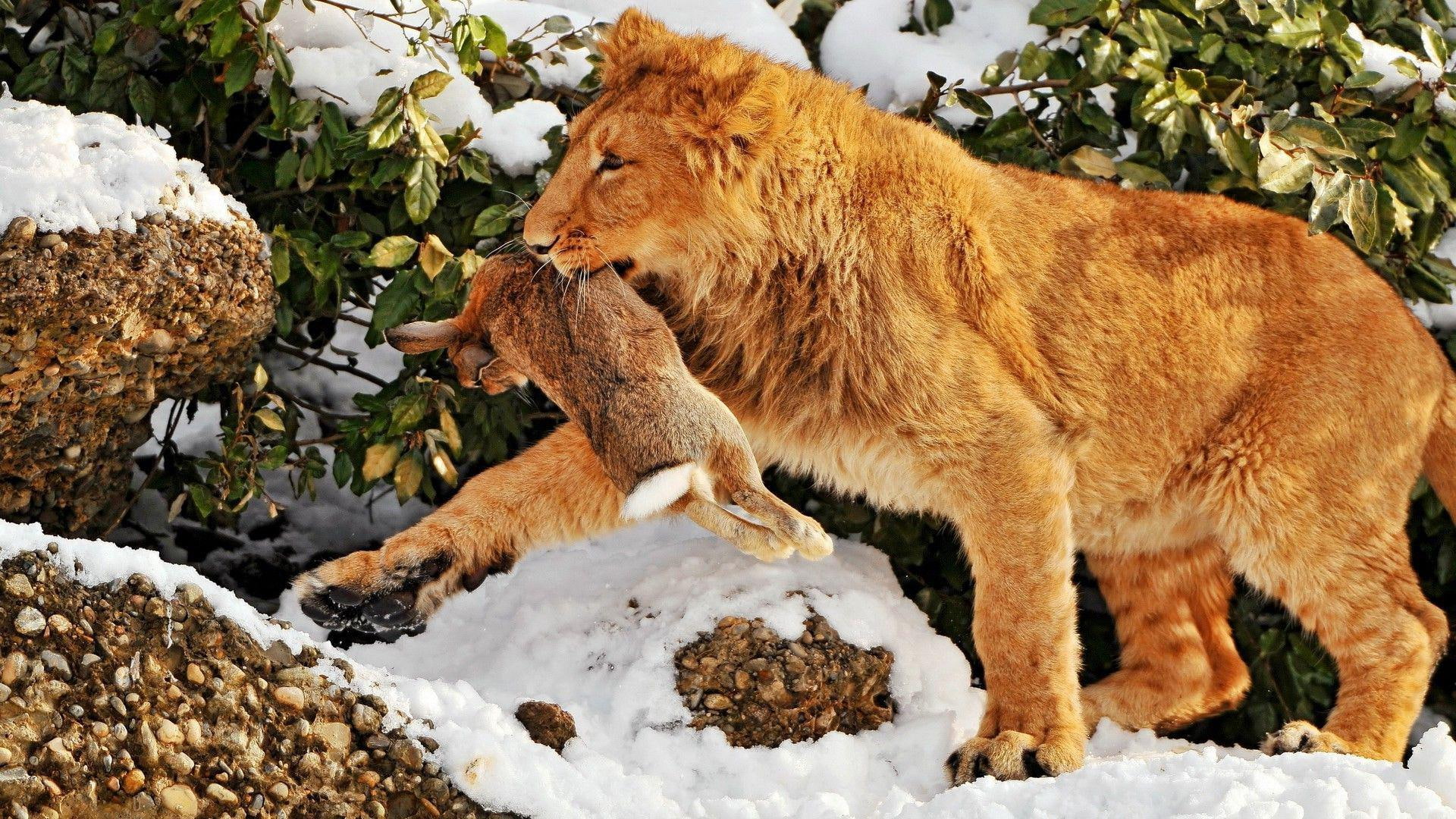 rabbit, dinner, lion, brown, animals, 1920x1080, 1080P, HD Wallpaper