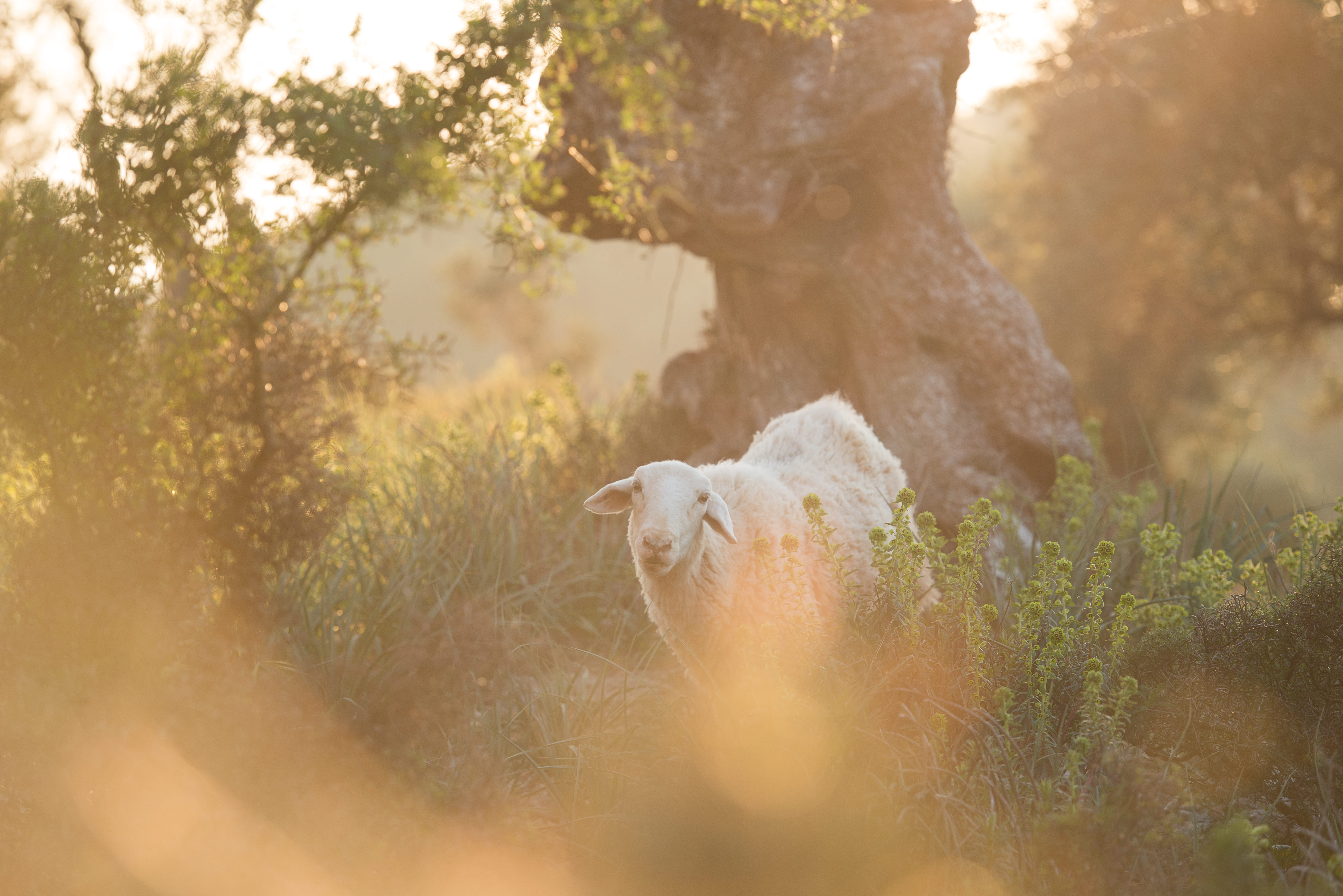 wildlife, animal, animals in the wild, polar bear, mammal, bear, sleeve, lion, white, selective focus, flare, clothing, 5K, land, nature, selective, beside, HD Wallpaper