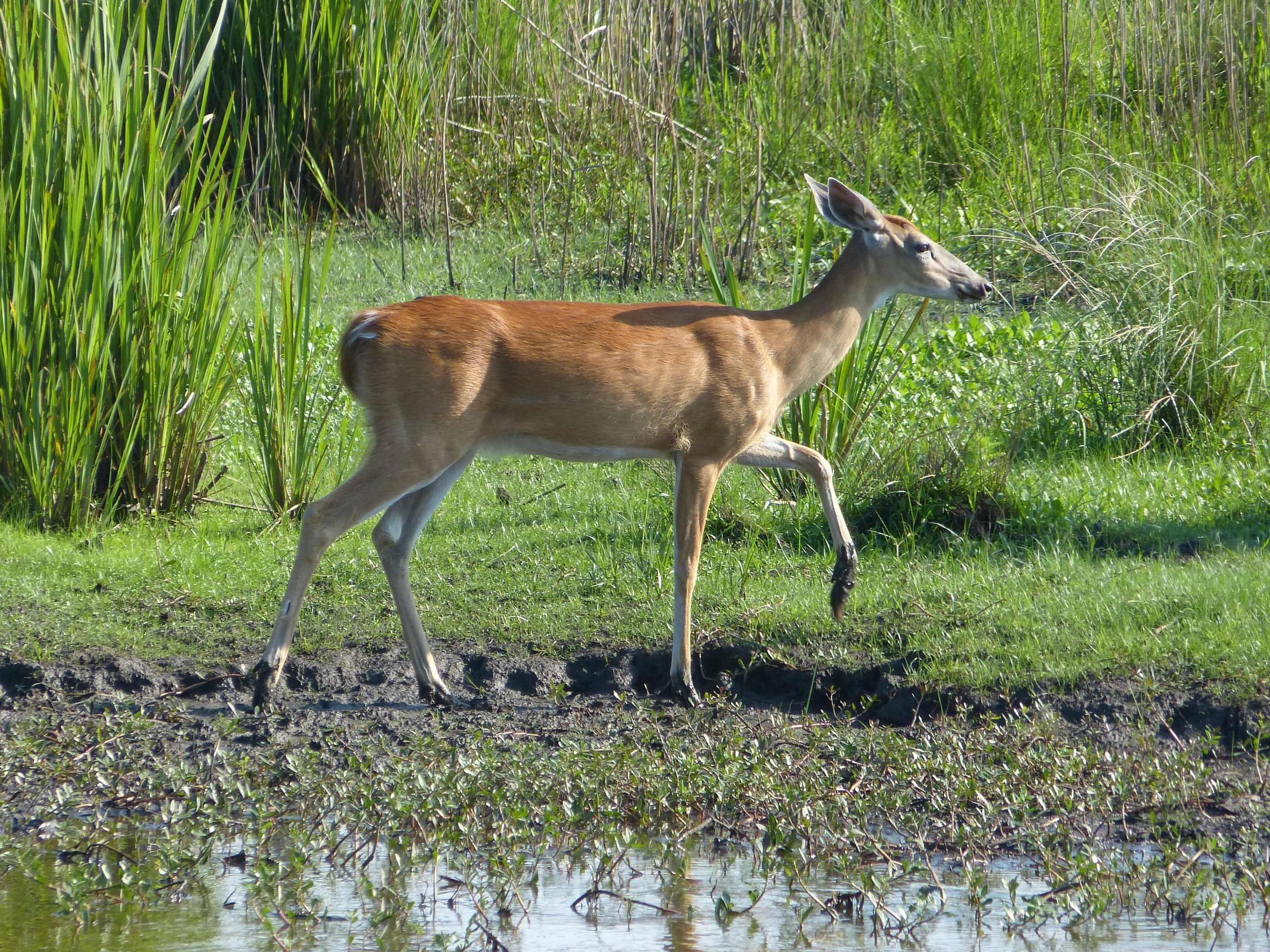 plant, 2K, wilderness, field, animal wildlife, mammal, herbivorous, animal, one animal, mud, water, prairie, wildlife, deer, profile, standing, no people, HD Wallpaper