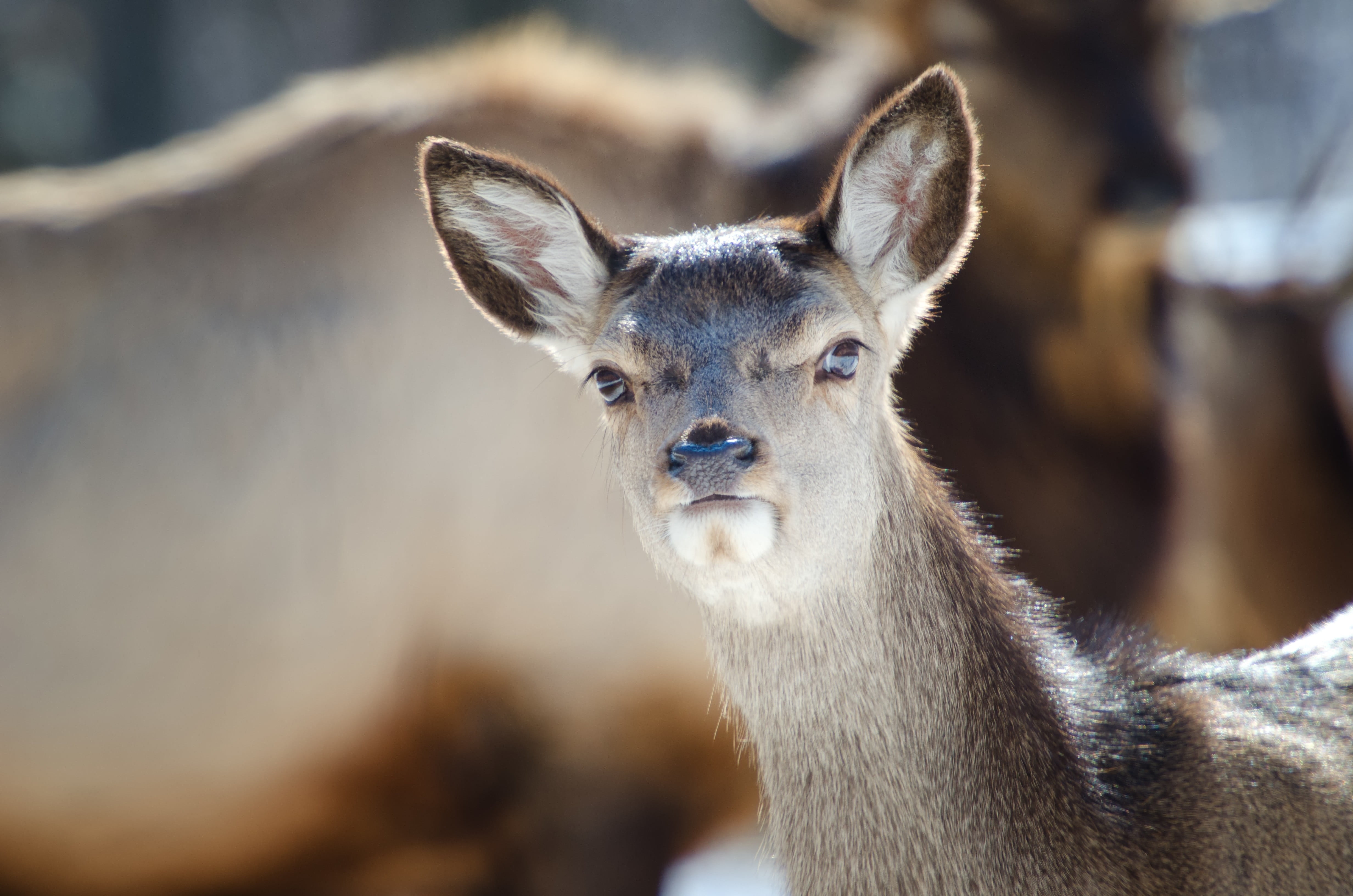 close-up, farm, goat, herbivorous, brown, animals In The Wild, hoofed Mammal, animal body part, 4K, animal, domestic animals, vertebrate, fur, one animal, HD Wallpaper