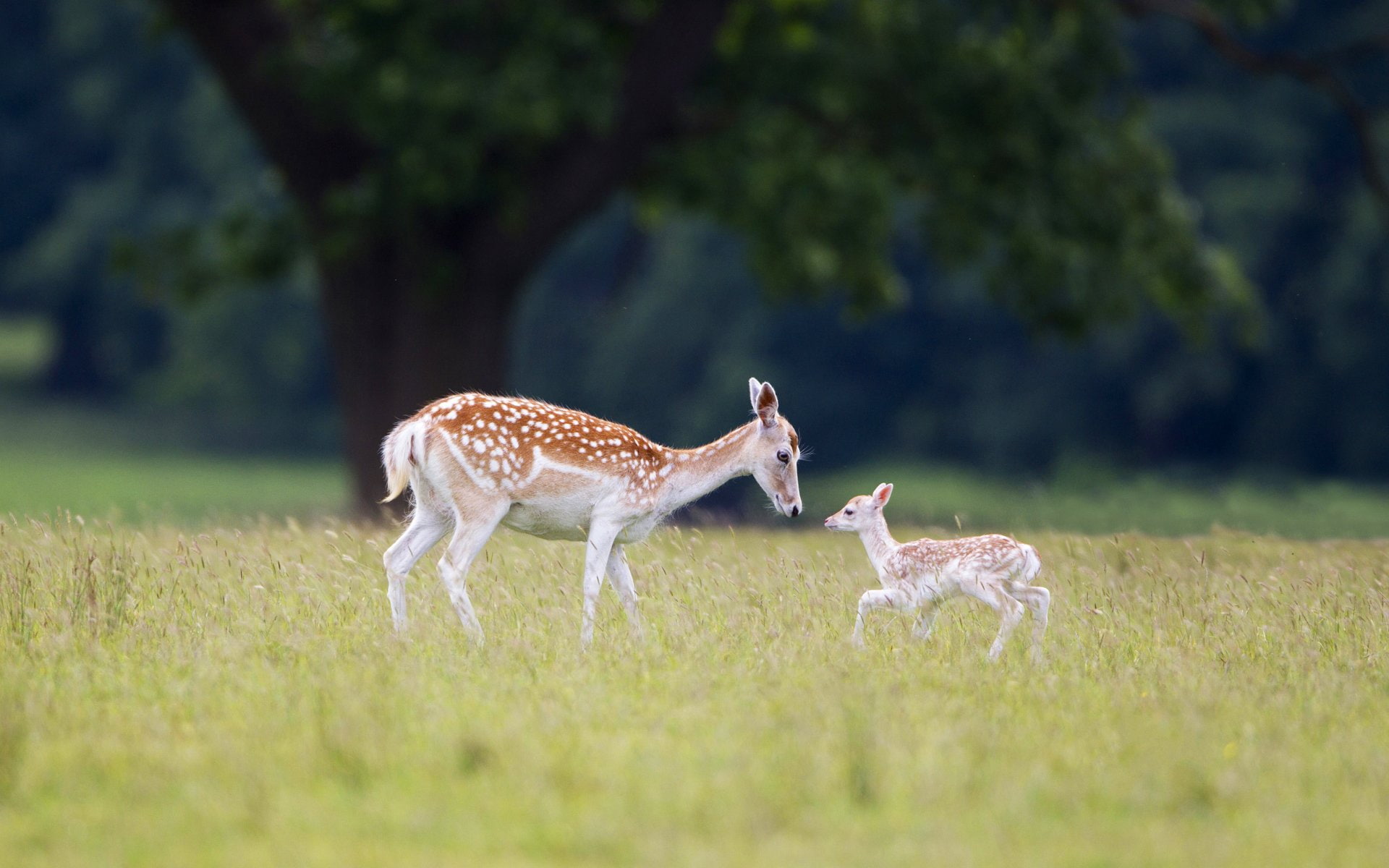 Animal, Baby Animal, Playing, Doe, 1080P, Deer, Fawn, HD Wallpaper
