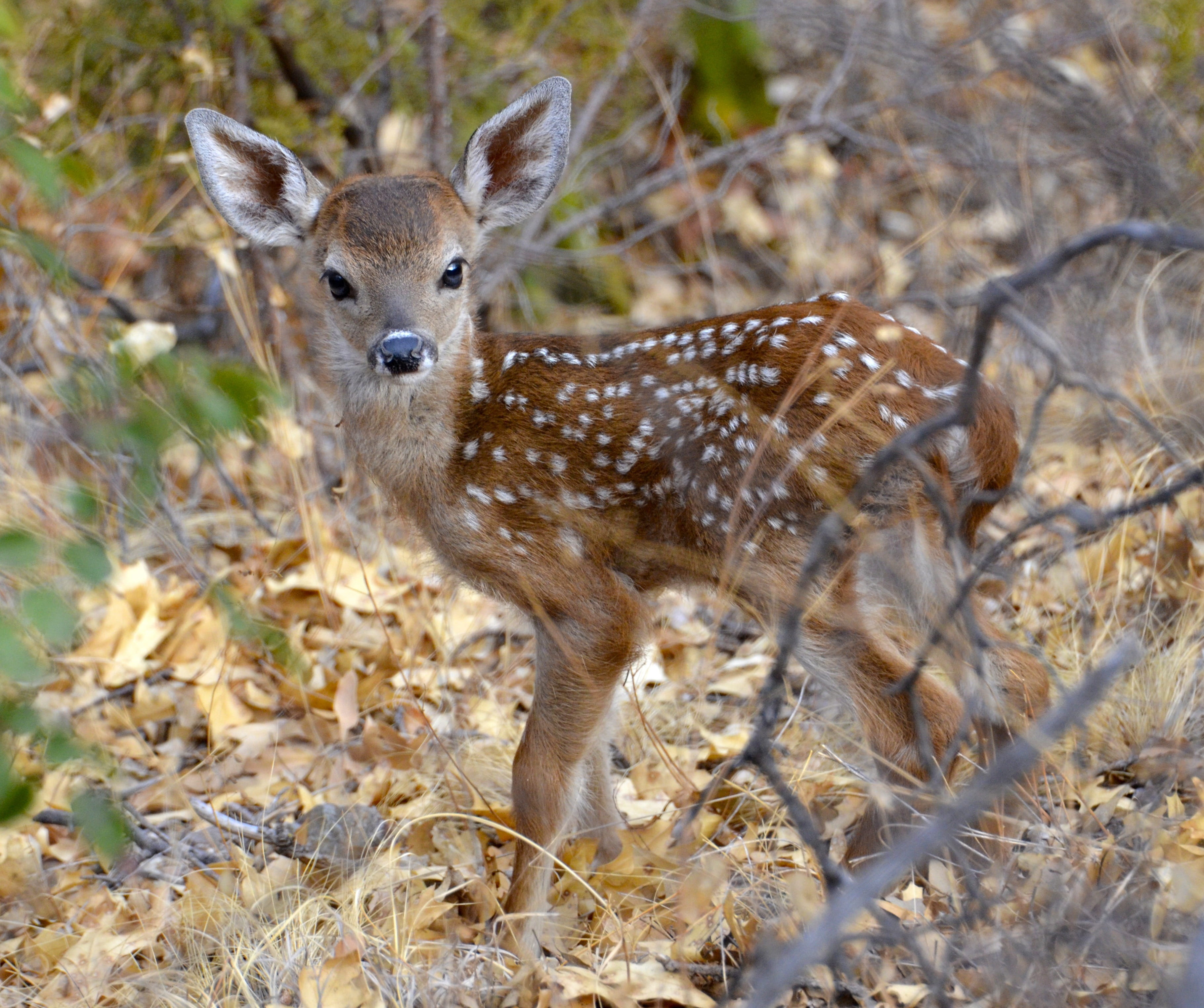 outside, wildlife, fawn, outdoors, forest, countryside, wild, animal wildlife, young animal, vertebrate, brown, big bend, herbivorous, animals in the wild, HD Wallpaper
