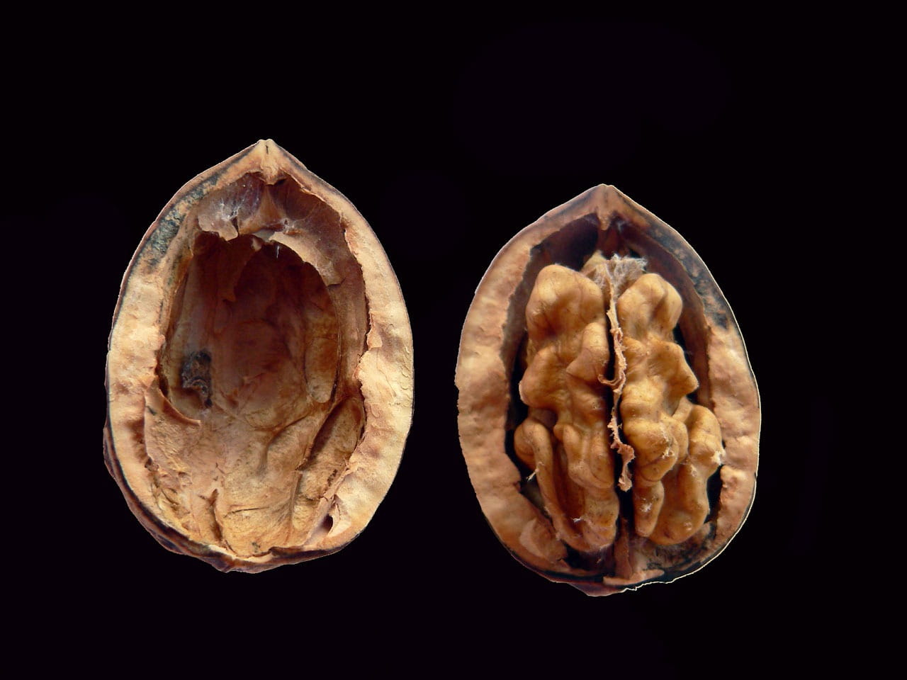 cut out, three objects, 720P, tomography, food, Cracked, dark, slice, Edible, close-up, nature, food and drink, Kernel, surrounded, studio shot, indoors, HD Wallpaper