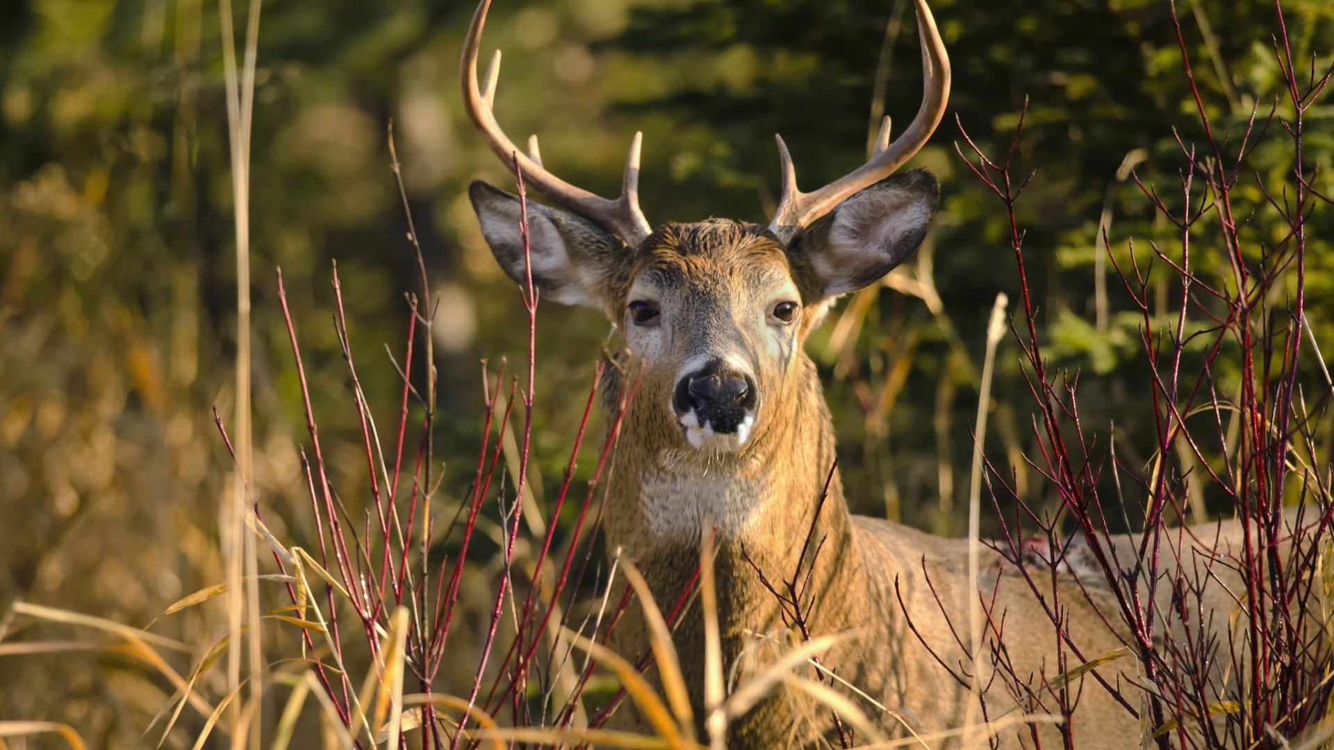 animal themes, 1080P, animal, mammal, nature, day, plants, horned, antler, outdoors, animal wildlife, animal head, portrait, one animal, animals in the wild, HD Wallpaper