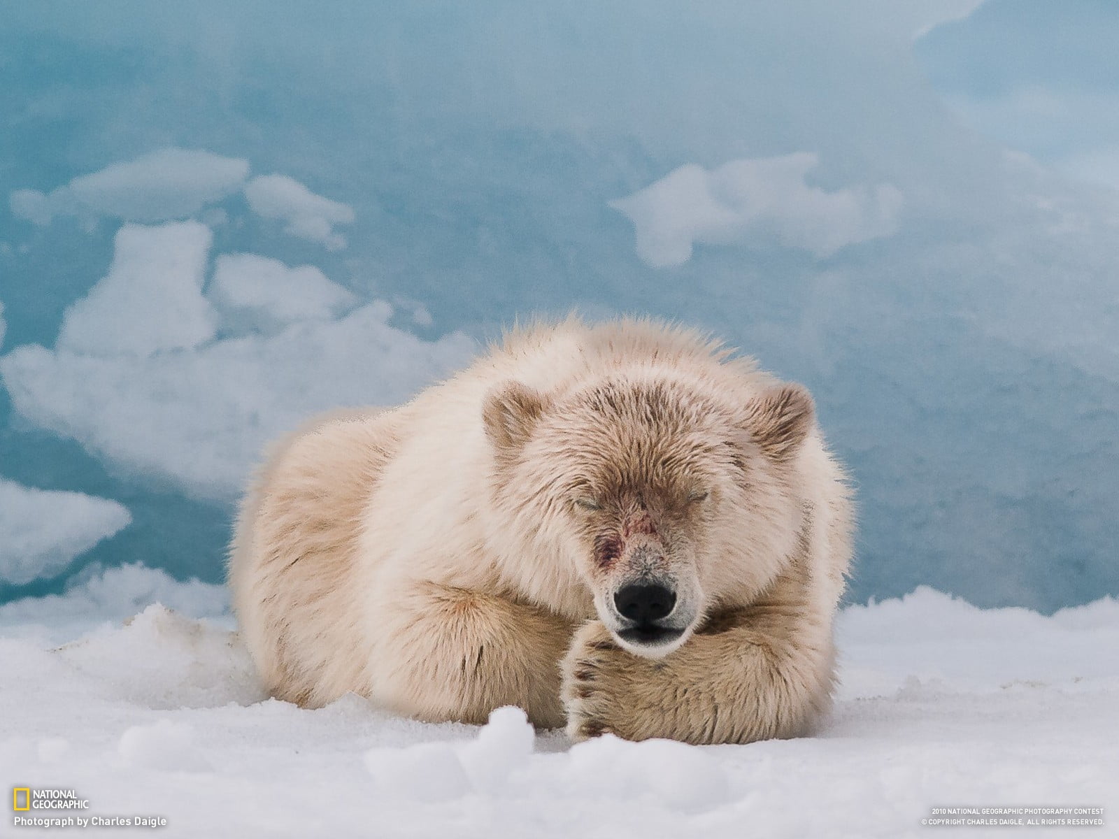 looking at camera, bears, brown, mammal, one animal, white color, animal wildlife, vertebrate, animal, snow, no people, animal themes, cat, tabby, bear, HD Wallpaper